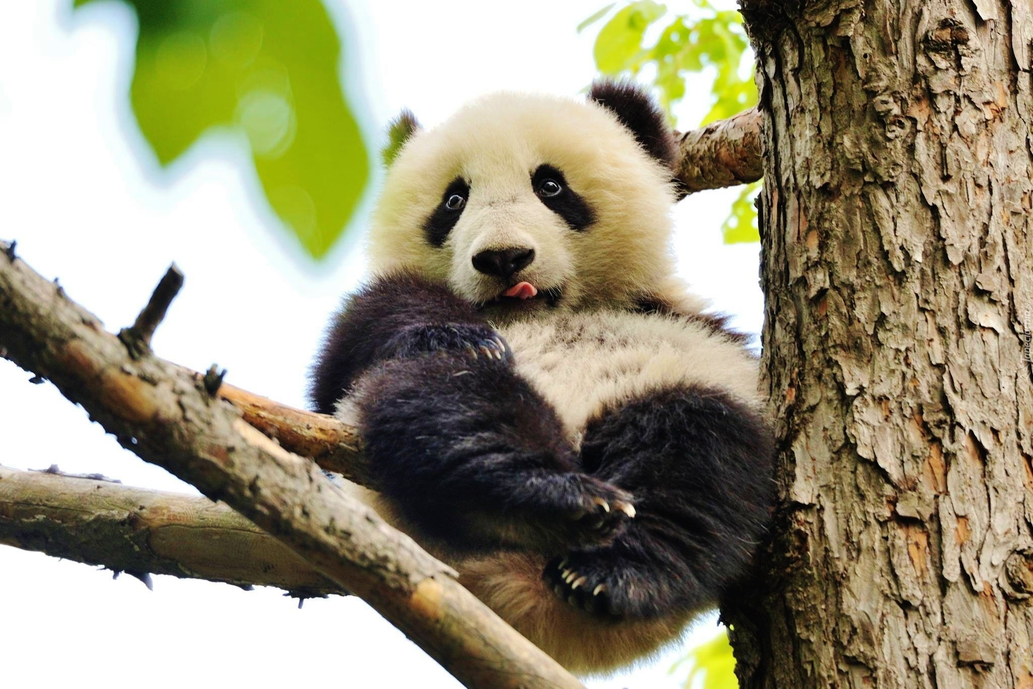 Panda, Pień, Gałęzie