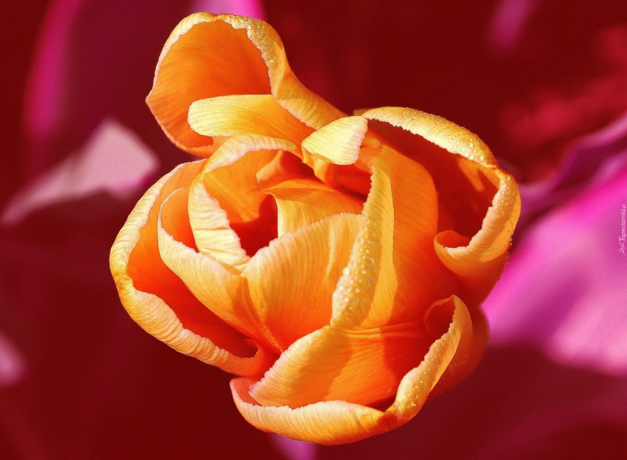 Pomarańczowy, Tulipan, Różowe, Tło