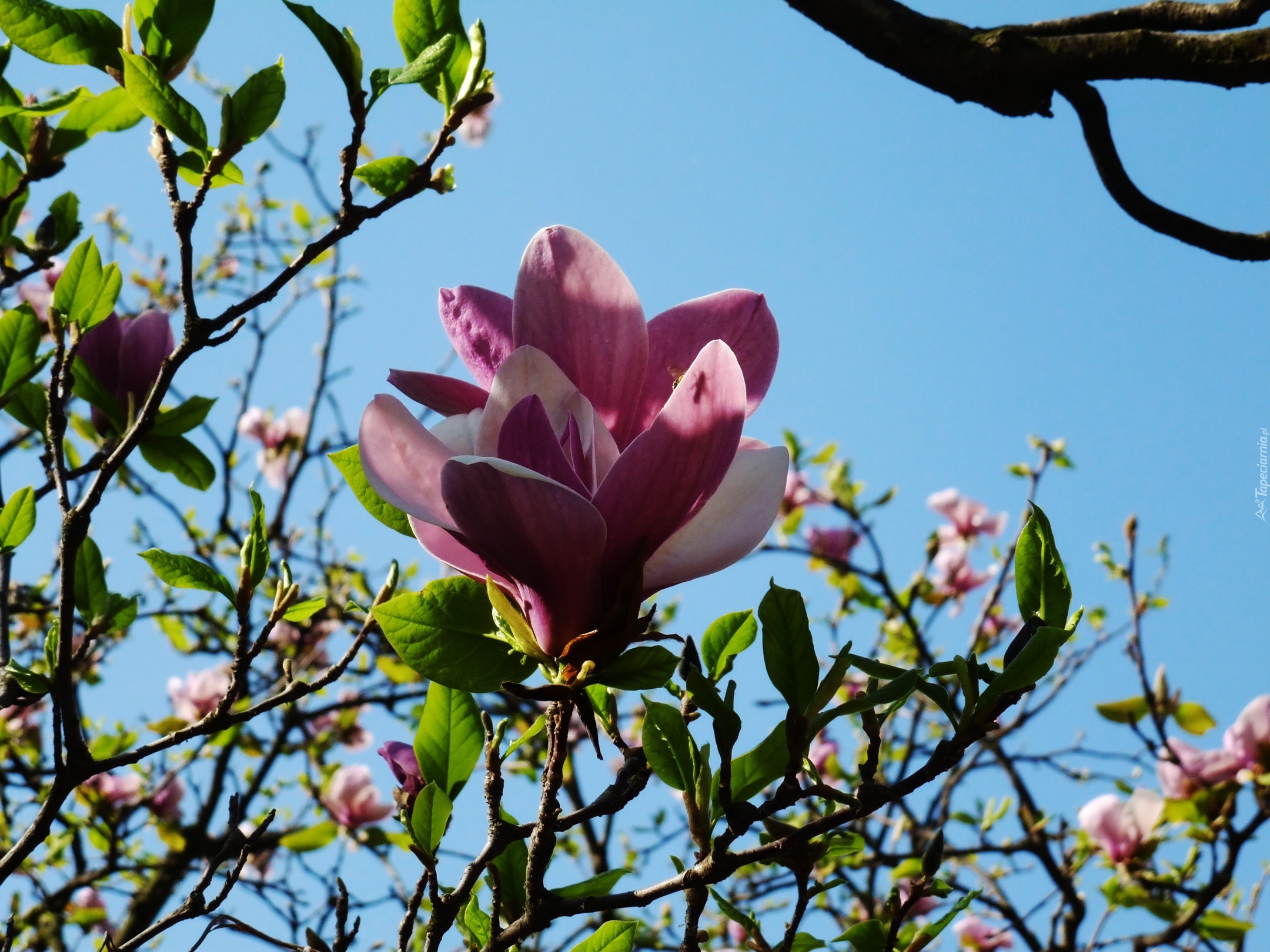 Kwiaty, Magnolii