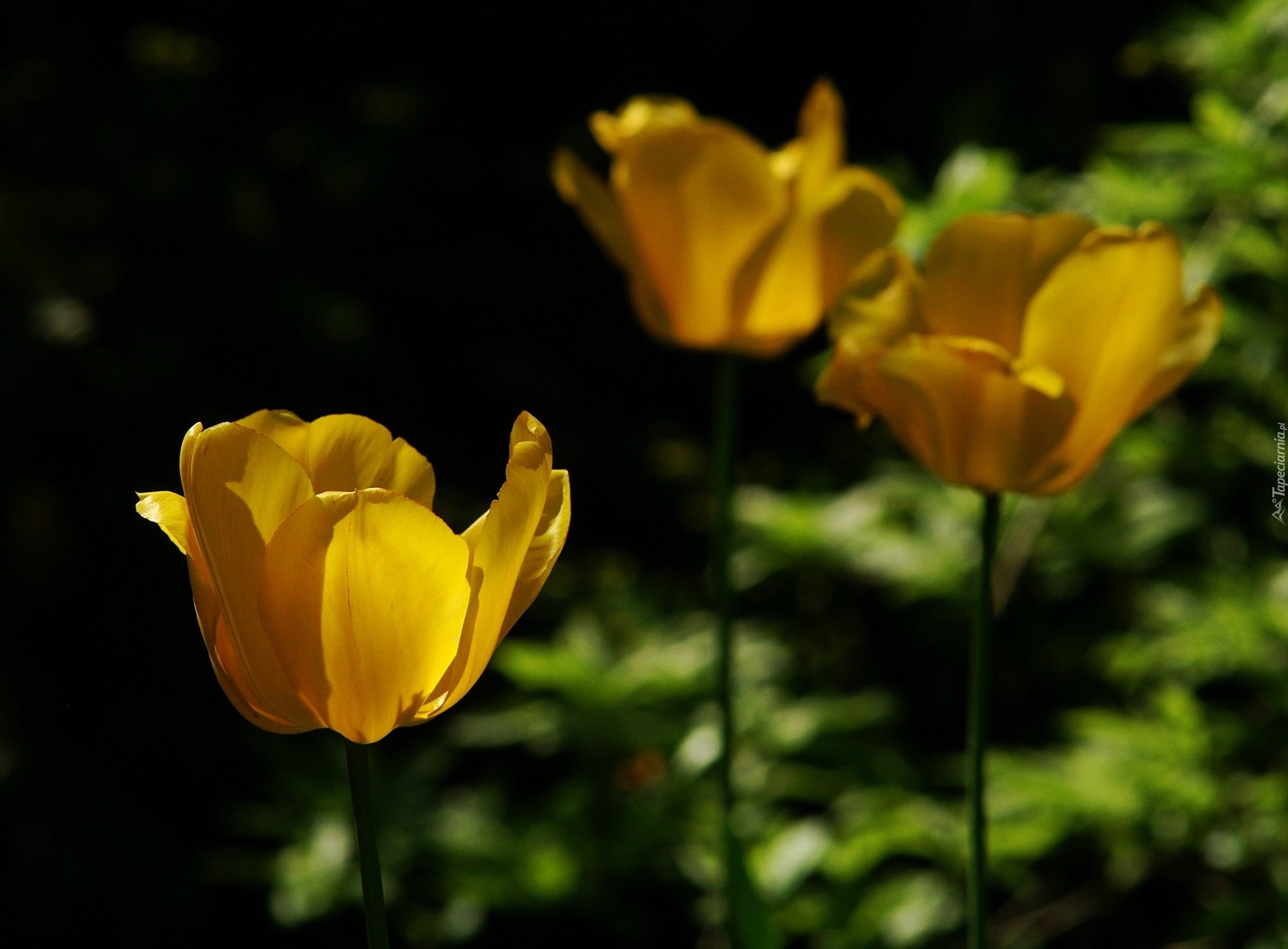 Żółte, Tulipany