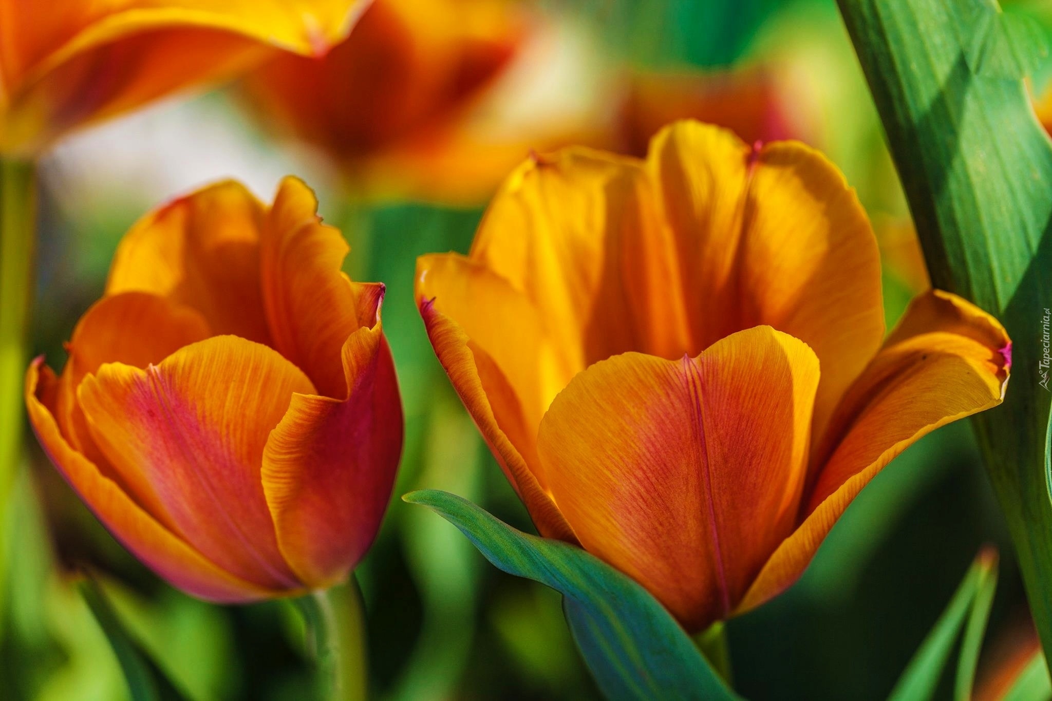 Żółte, Tulipany