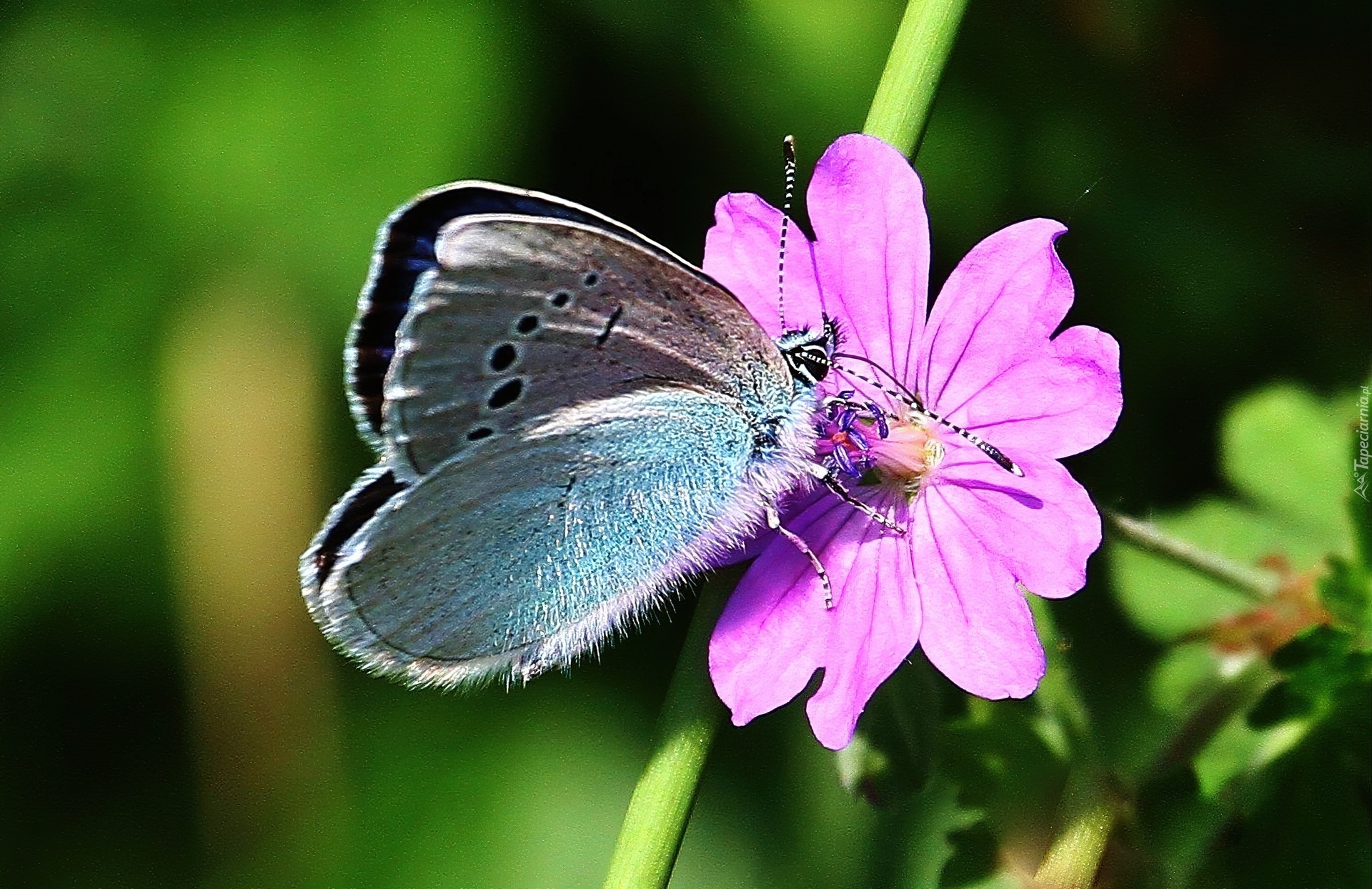 Motyl, Kwiatek, Łodyga