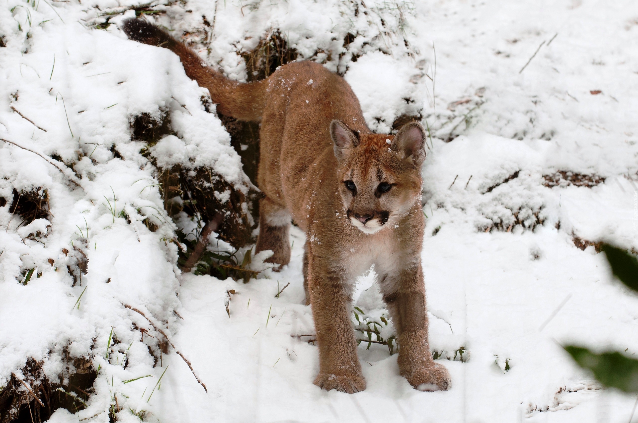 Puma, Śnieg, Zima