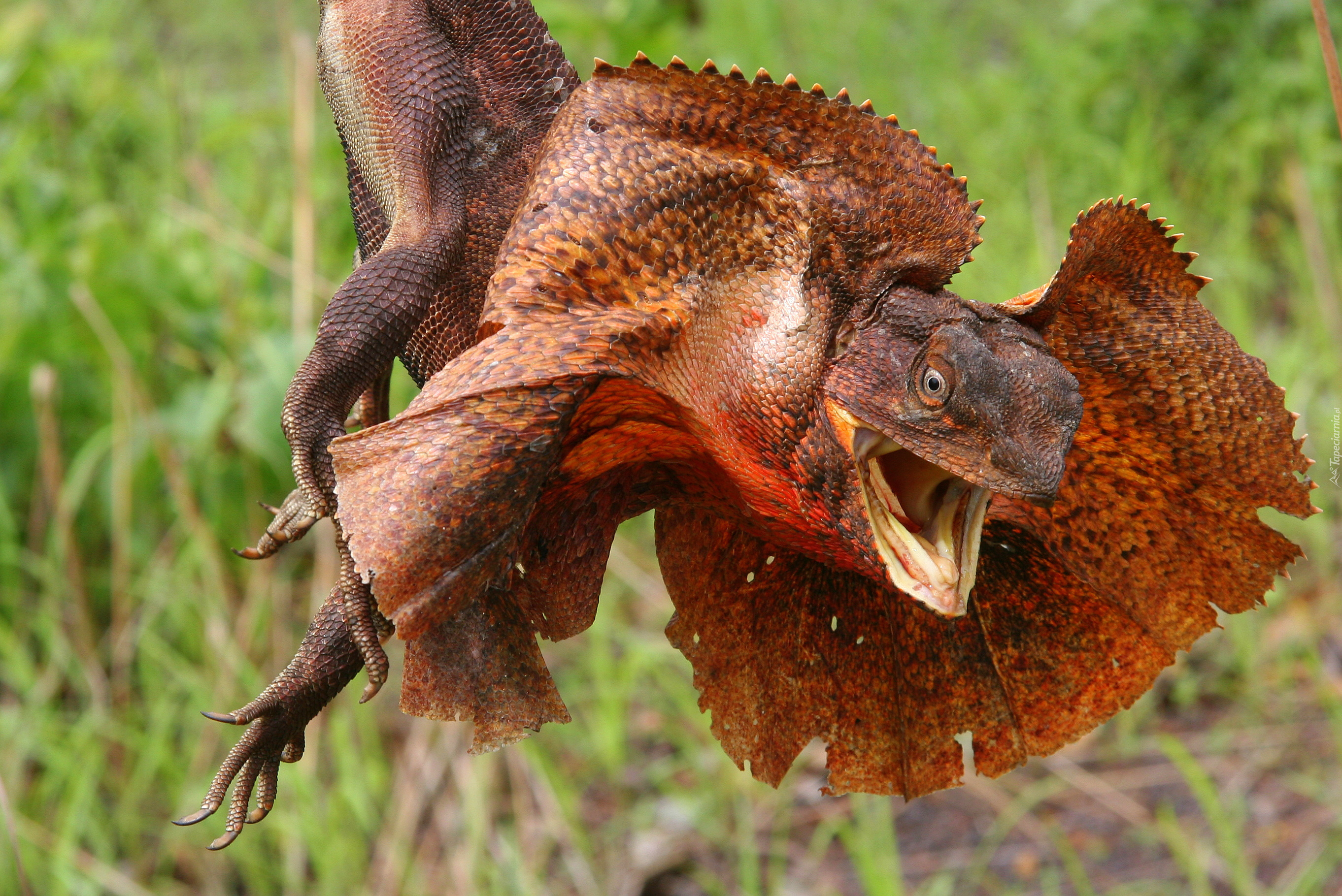 Agama, Kołnierzasta