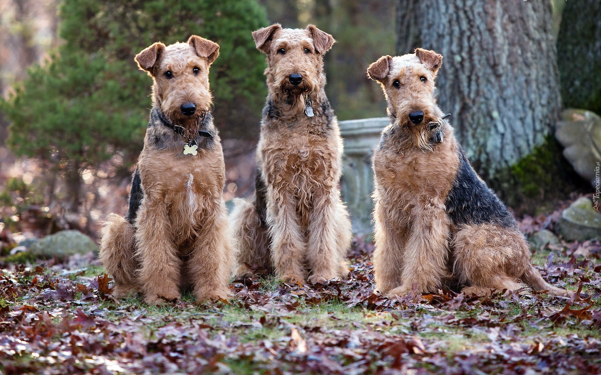 Trzy, Psy, Wire Haird Terrier