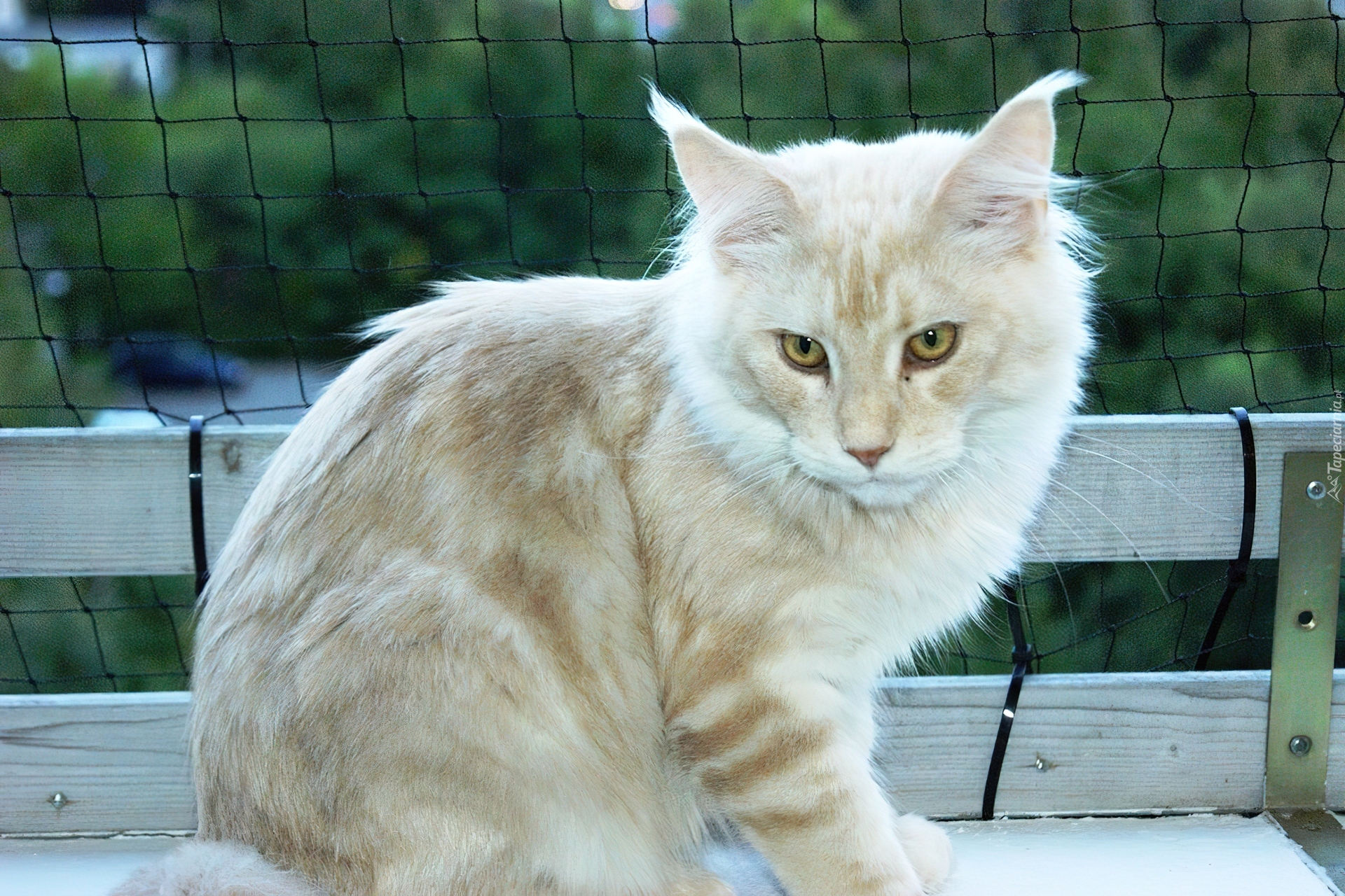 Kotek, Maine Coon, Ławka