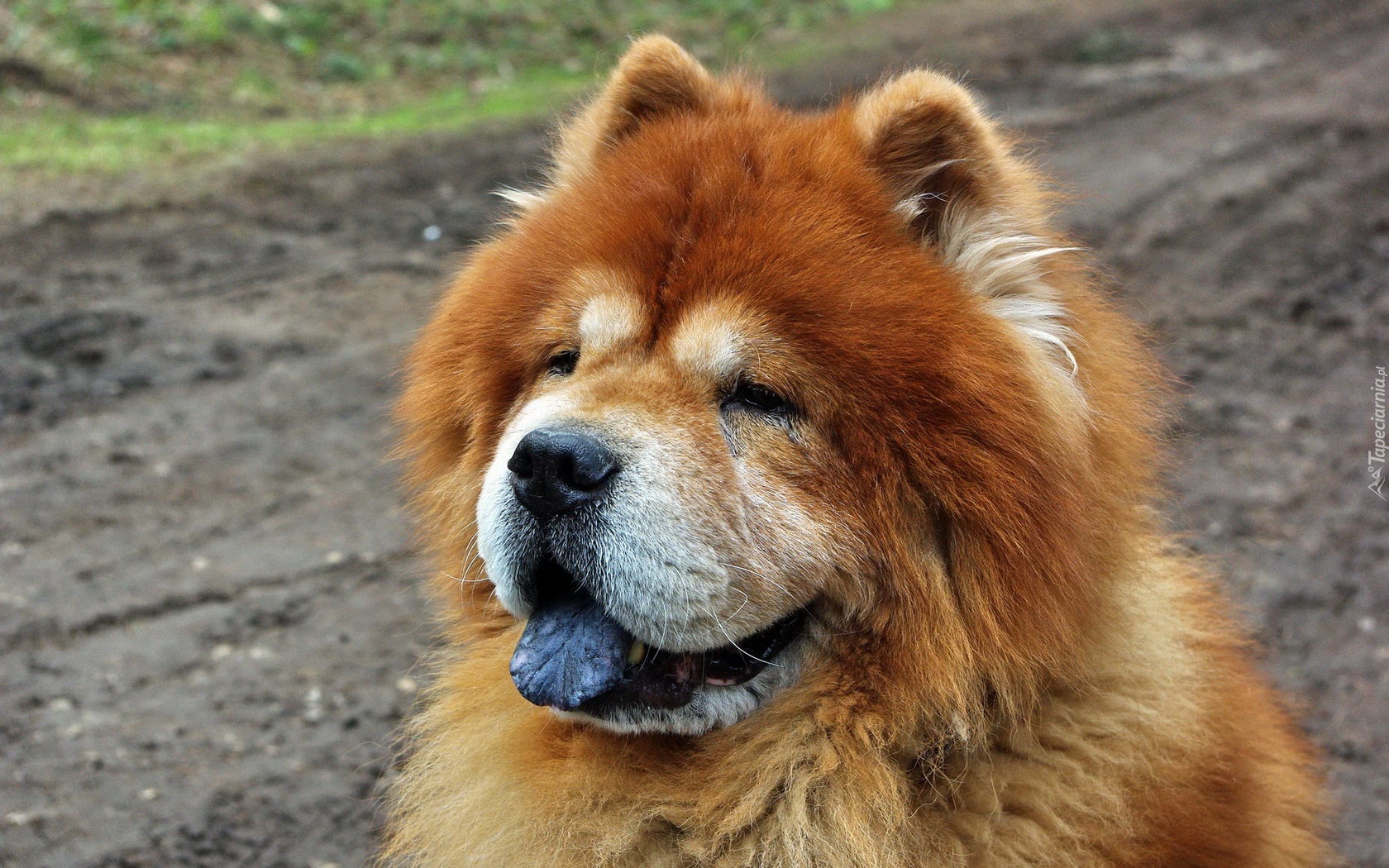 Pies, Chow Chow