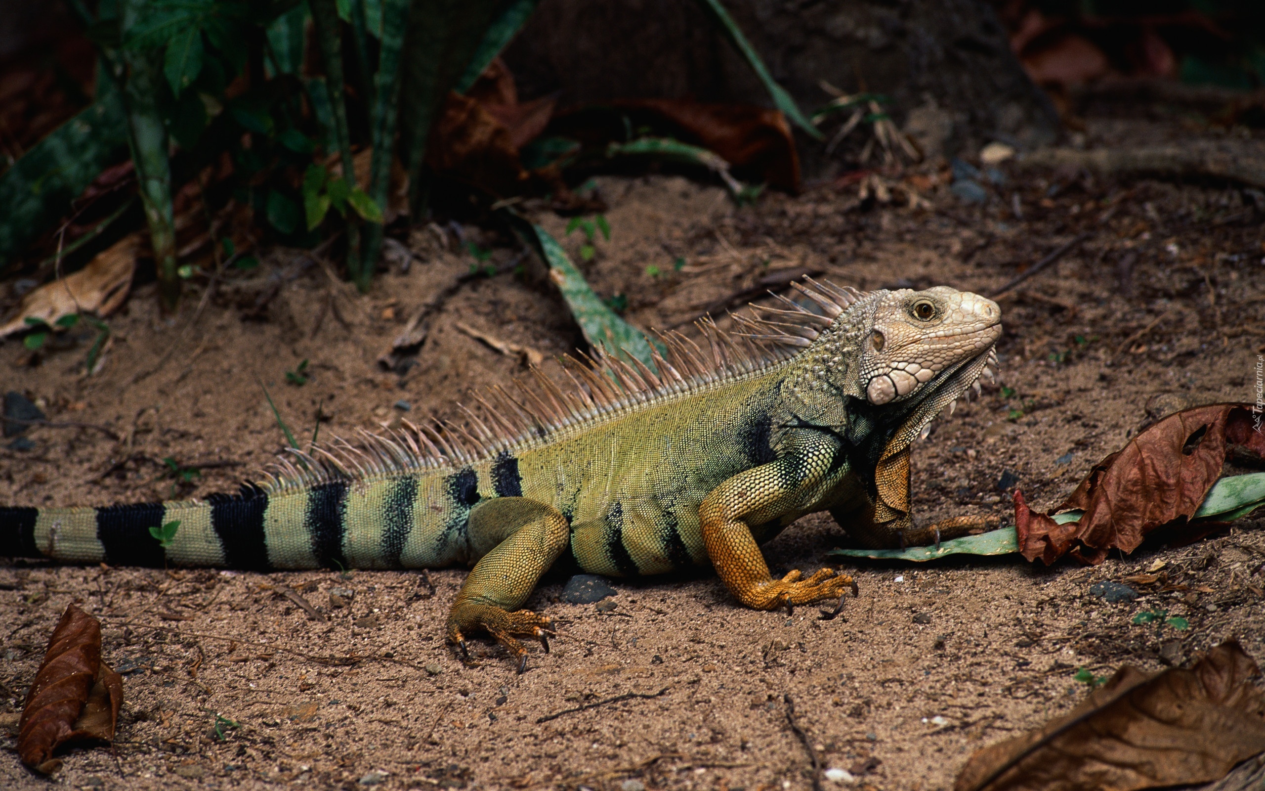 Iguana, Liście