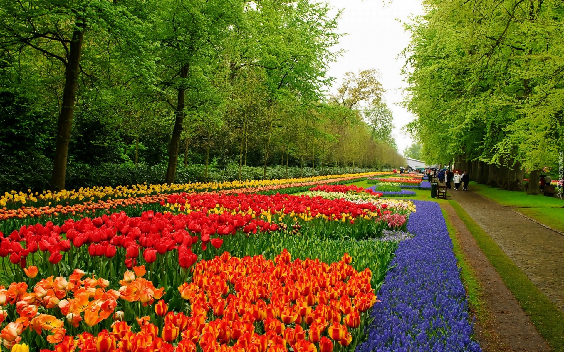 Lisse, Park, Keukenhof, Tulipany Szafirki, Spacerowicze