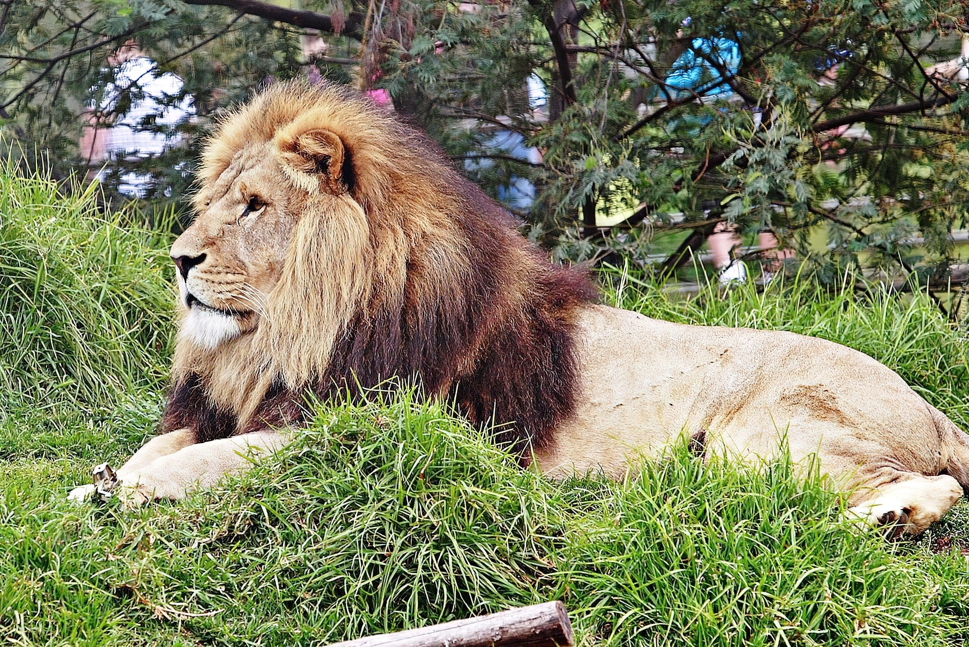 Lew, Zoo