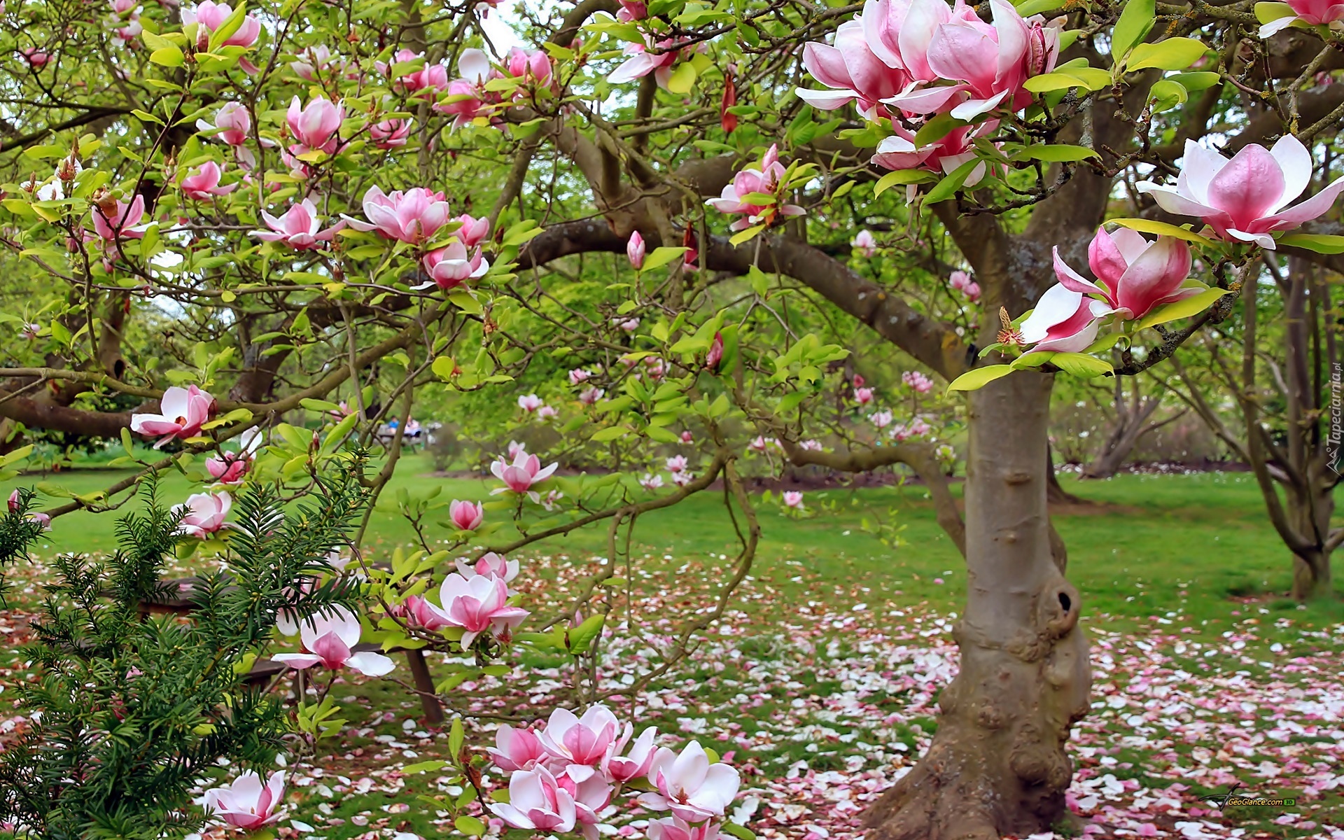 Wiosna, Park, Kwitnąca, Magnolia