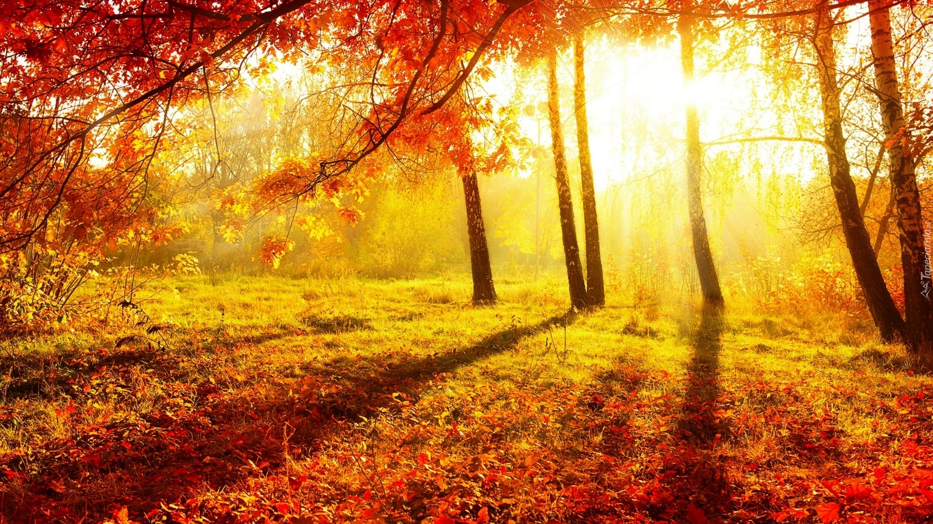 Jesień, Łąka, Przebijające Światło, Drzewa