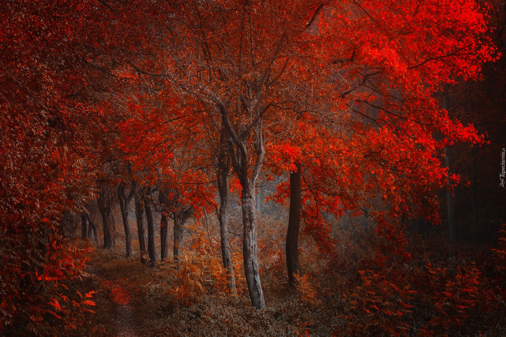 Красивое красное дерево. Осеннее дерево. Багряный лес. Осенний лес. Багряный цвет.