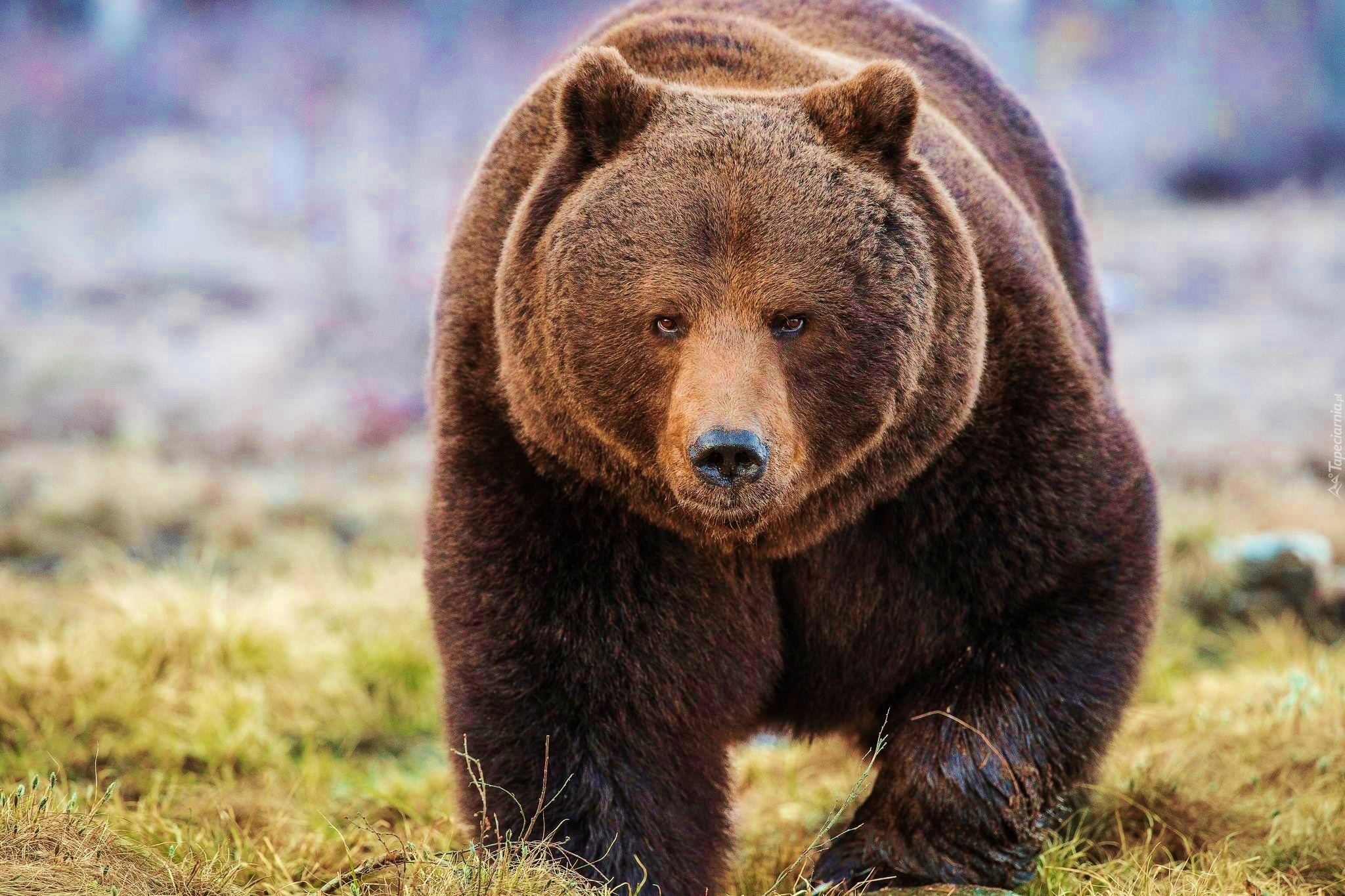 Опасные животные россии на английском. Бурый медведь (Ursus arctos). Дальневосточный бурый медведь. Сибирский бурый медведь. Восточносибирский бурый медведь.