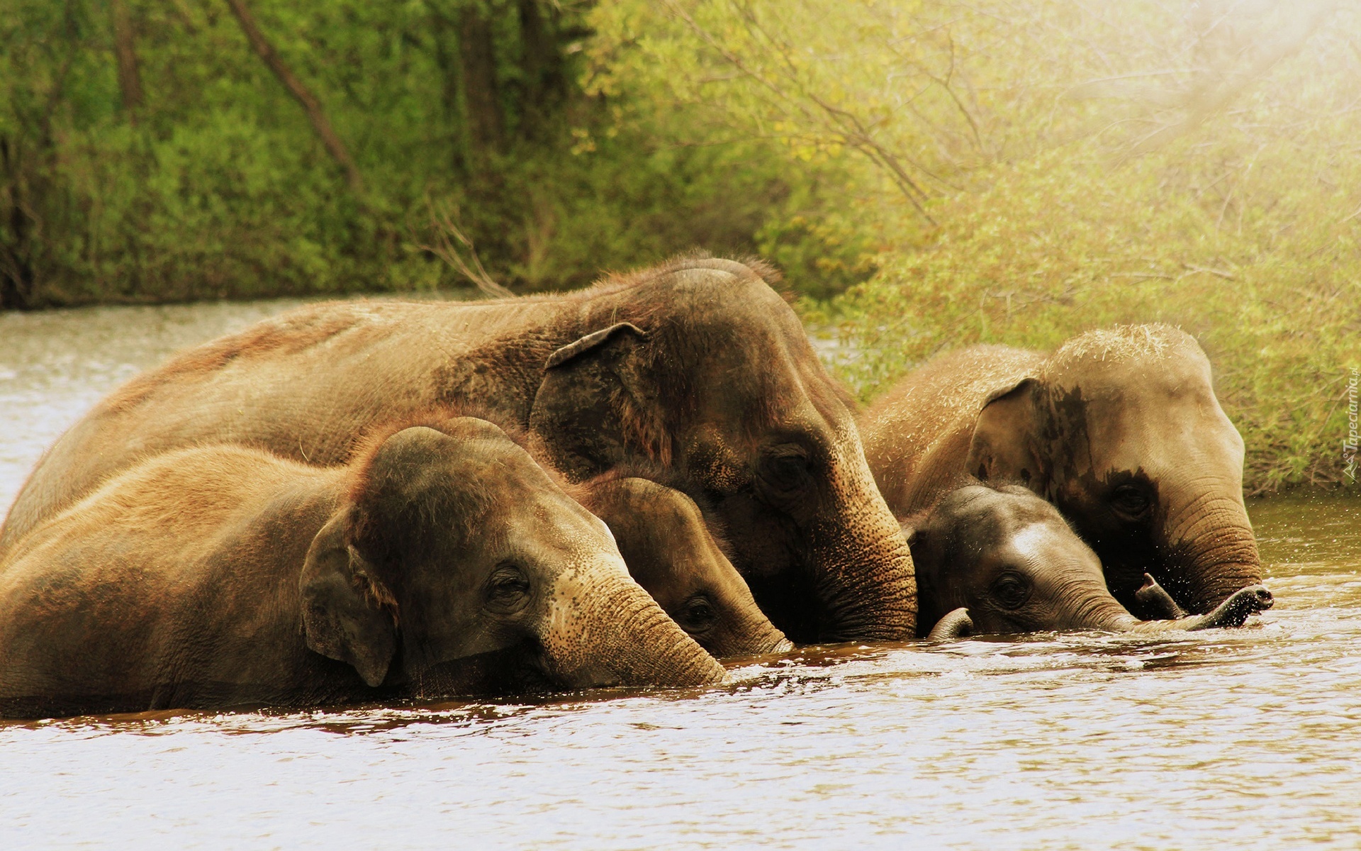 Słonie, Rzeka
