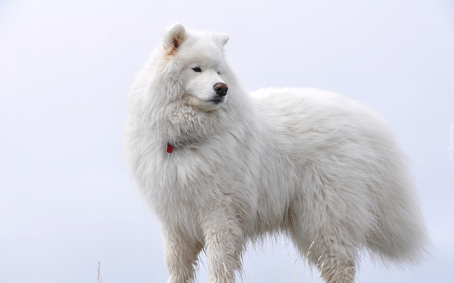 Pies, Samojed