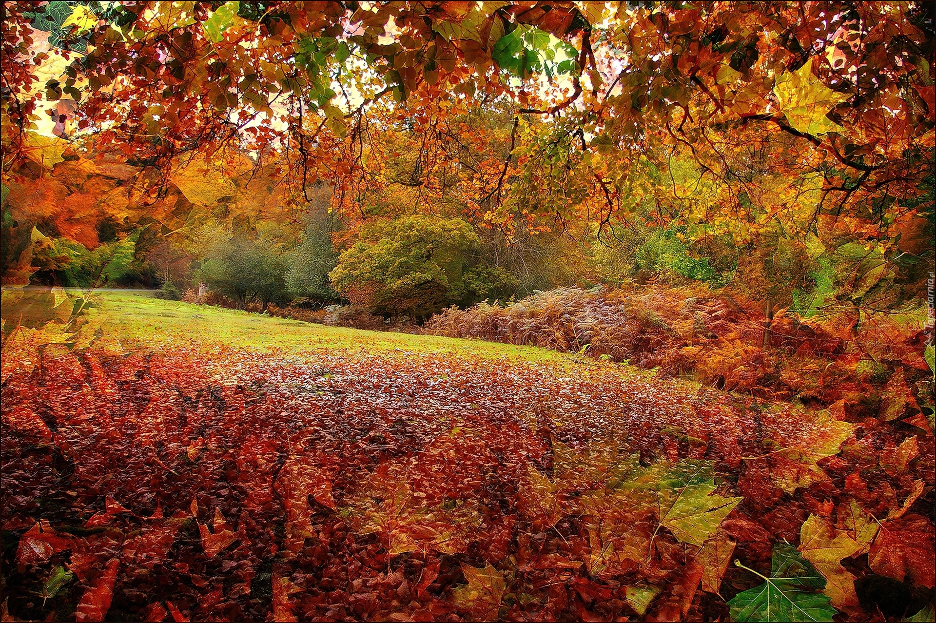 Grafika, Jesień, Park, Liście