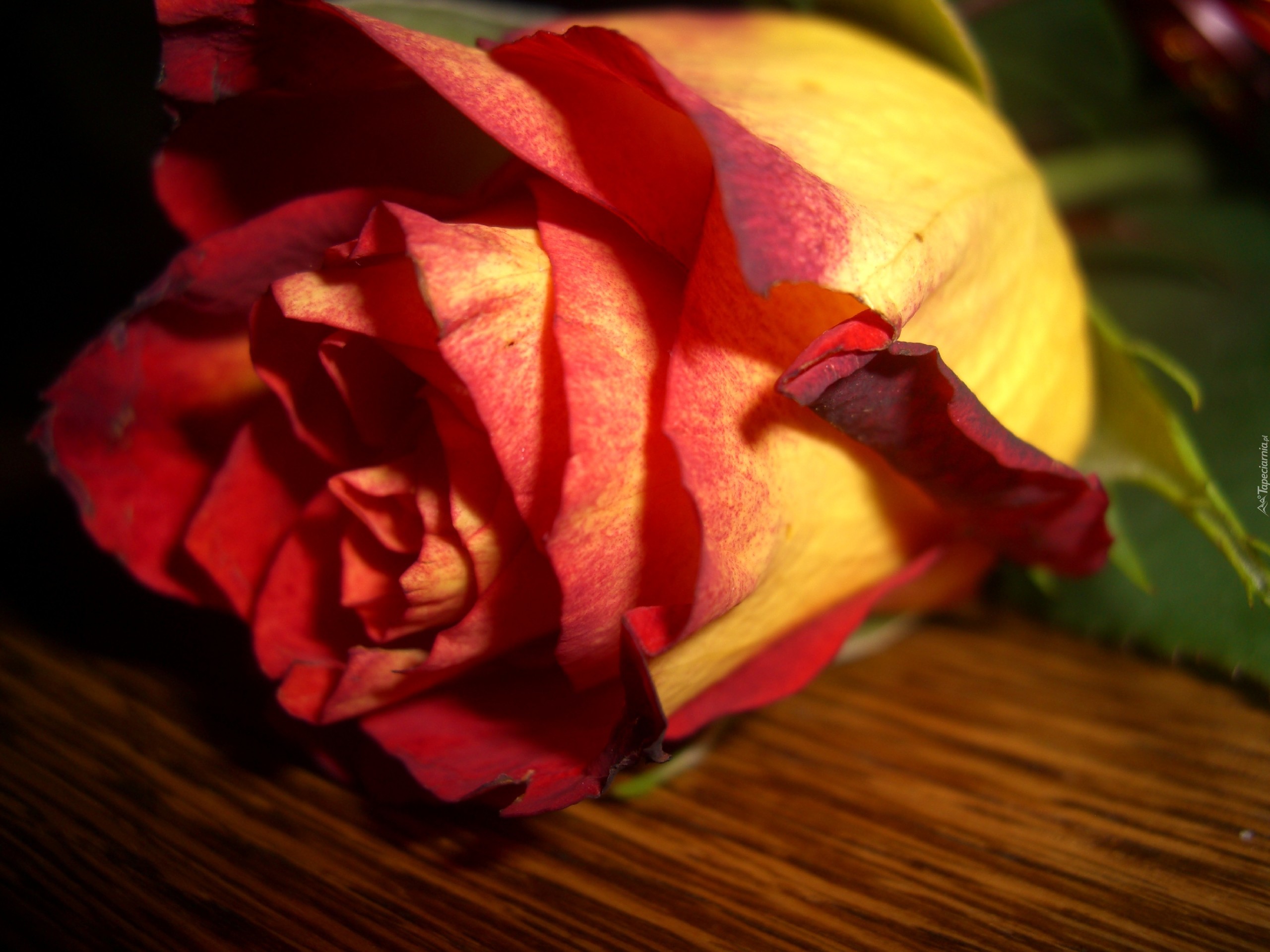 Róża, Kwiat