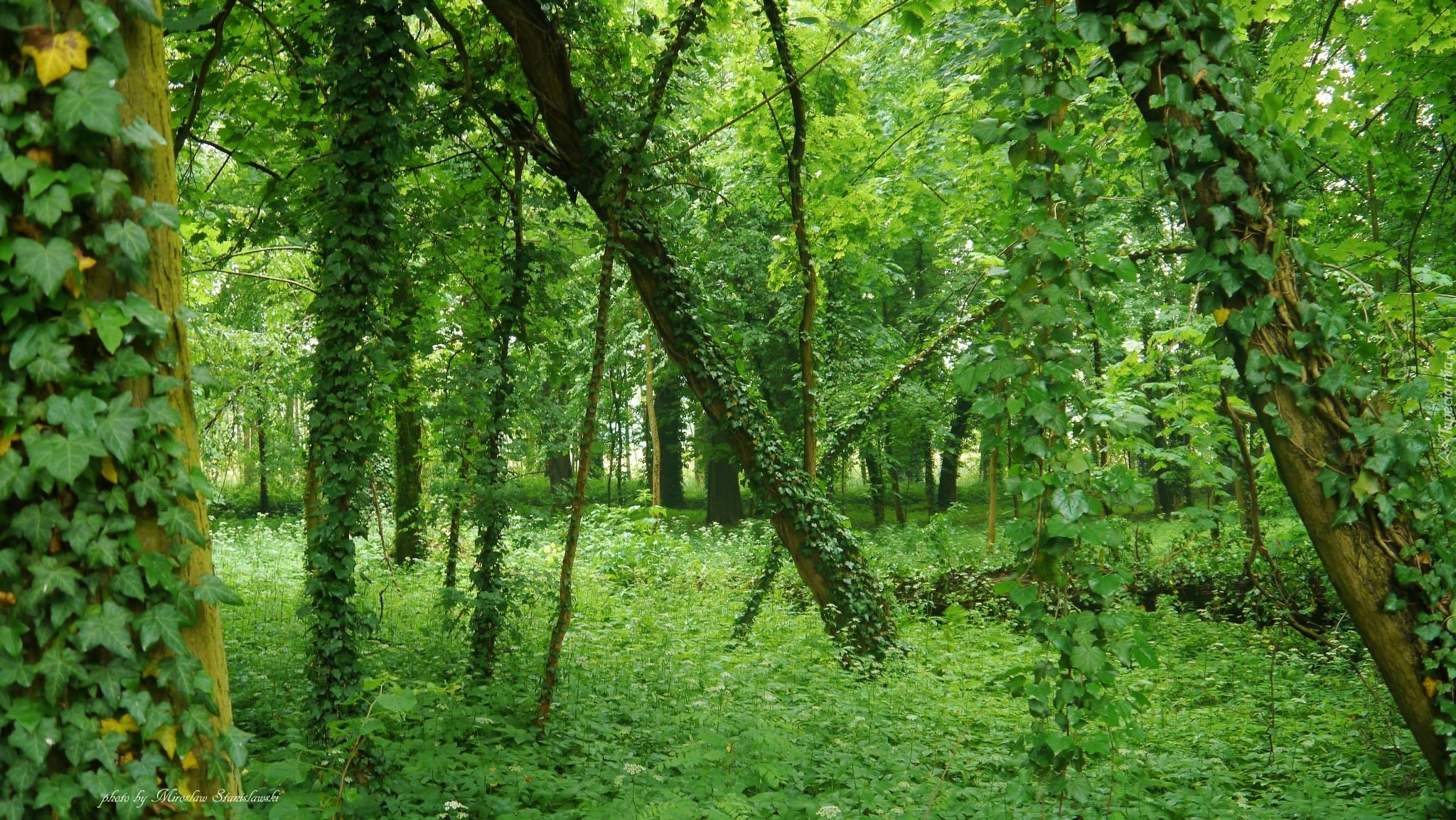 Las, Drzewa, Pnącze, Liście