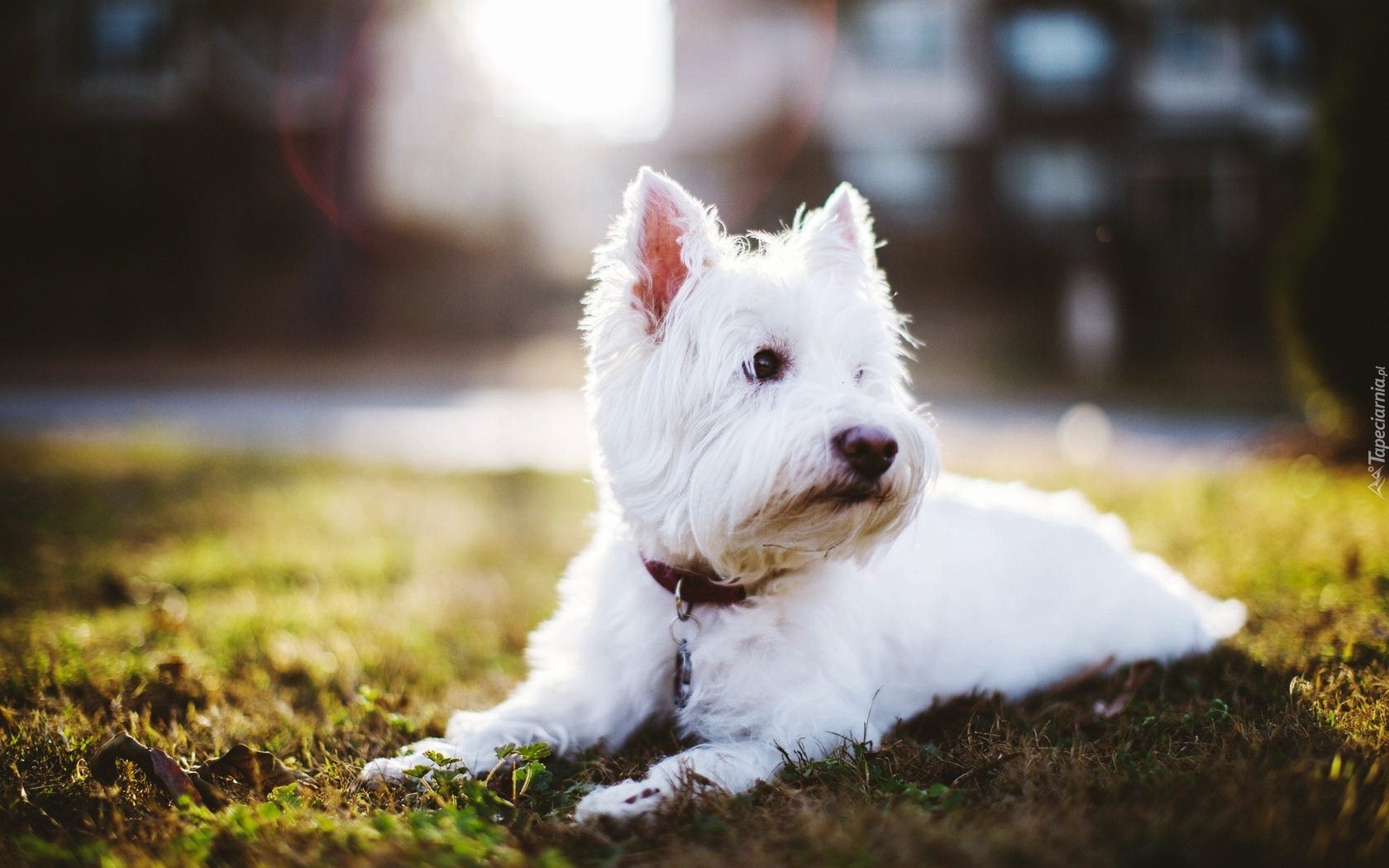 West Highland White Terrier, Obroża