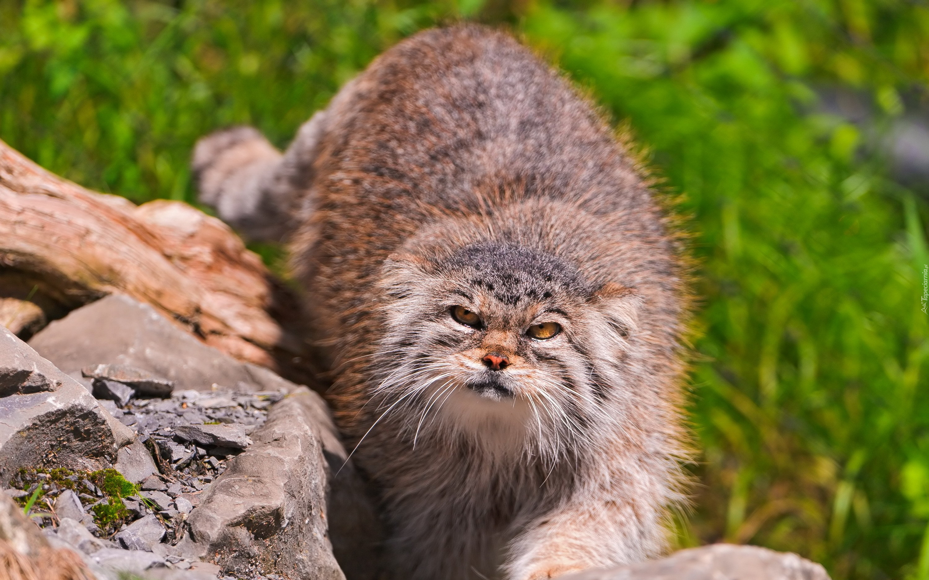 Manul, Kamienie