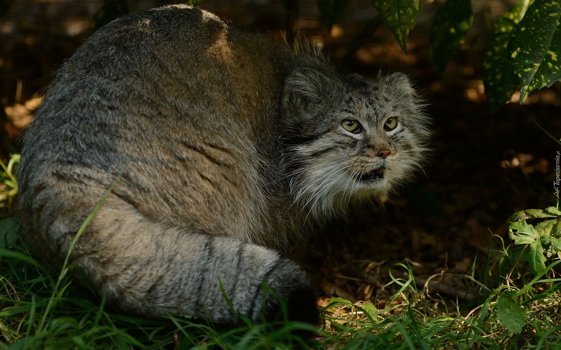 Manul, Trawa