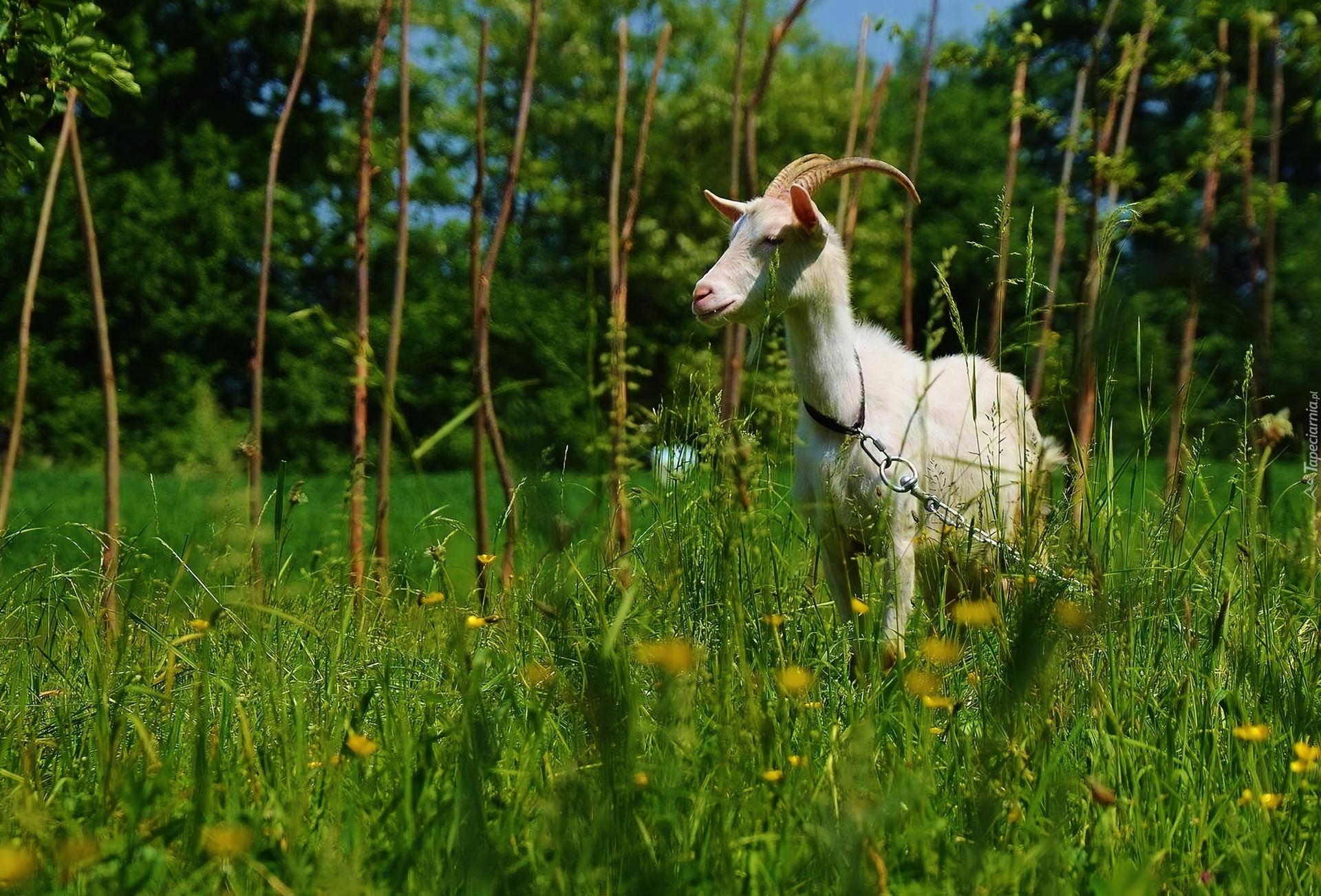 Koza, Łańcuch, Trawa