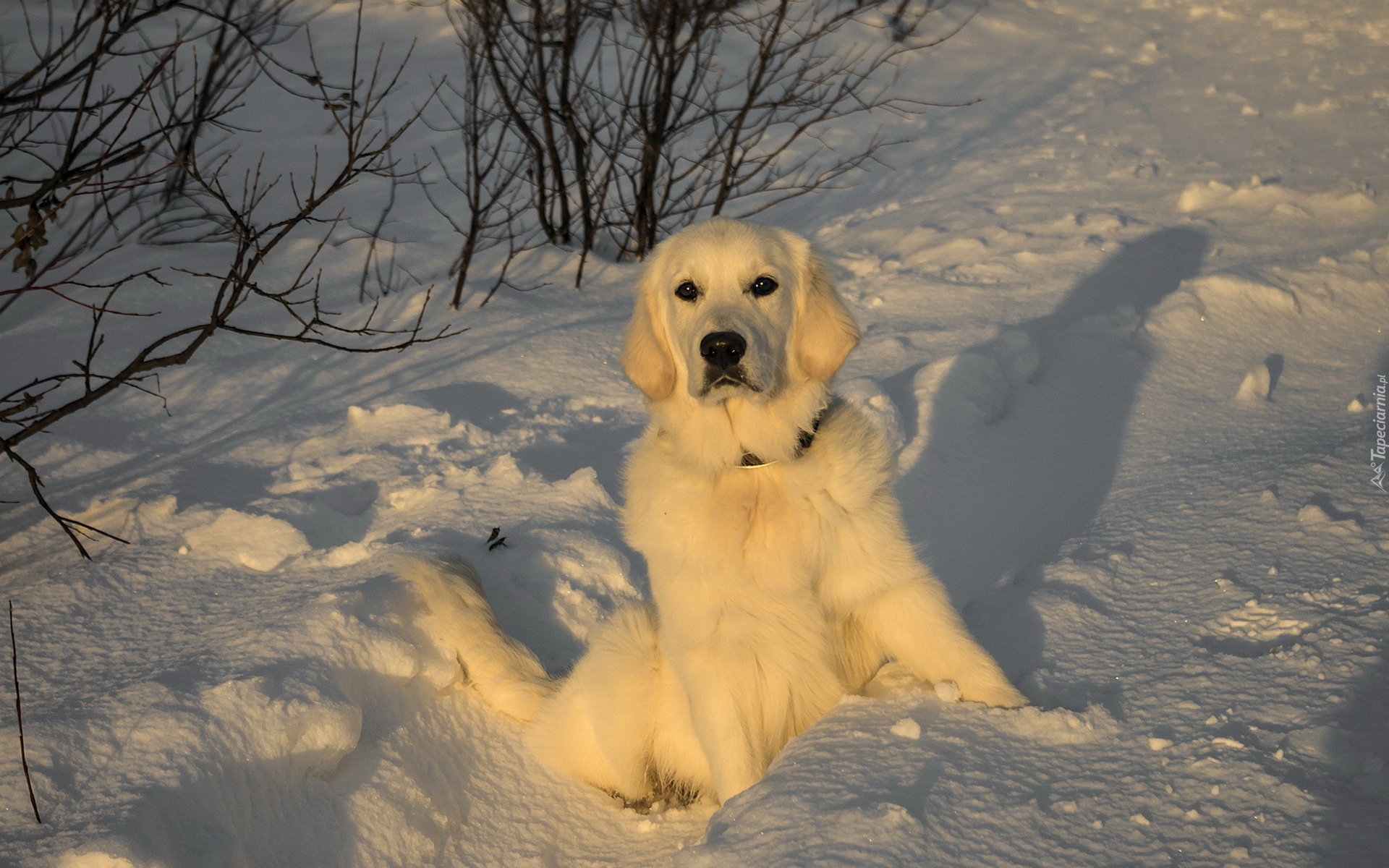 Pies, Retriever, Śnieg