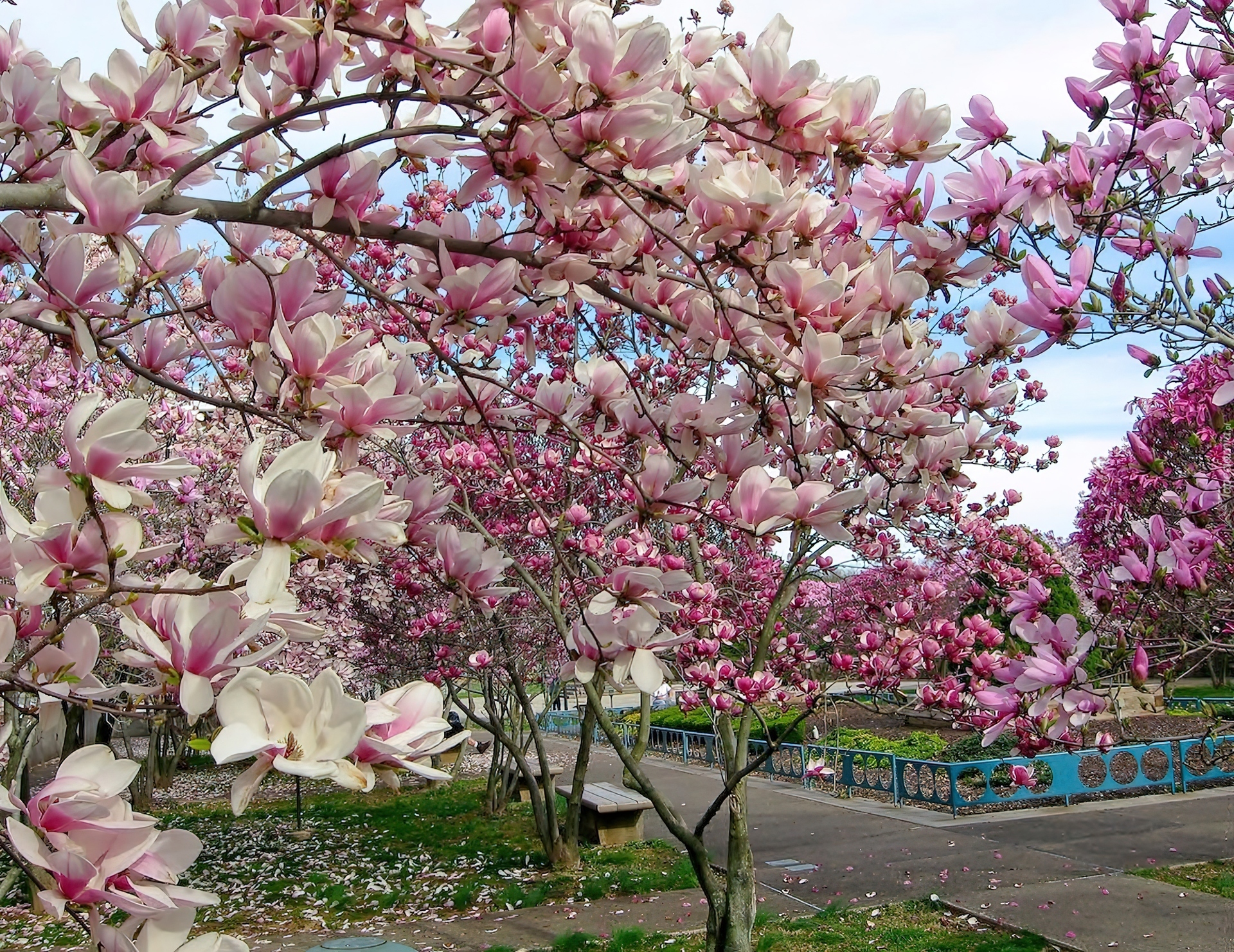 Wiosna, Park, Kwitnąca, Magnolia