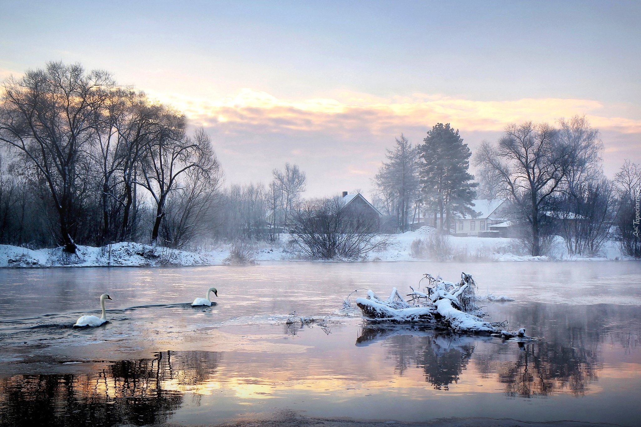 Jezioro, Śnieg, Drzewa, Łabędzie