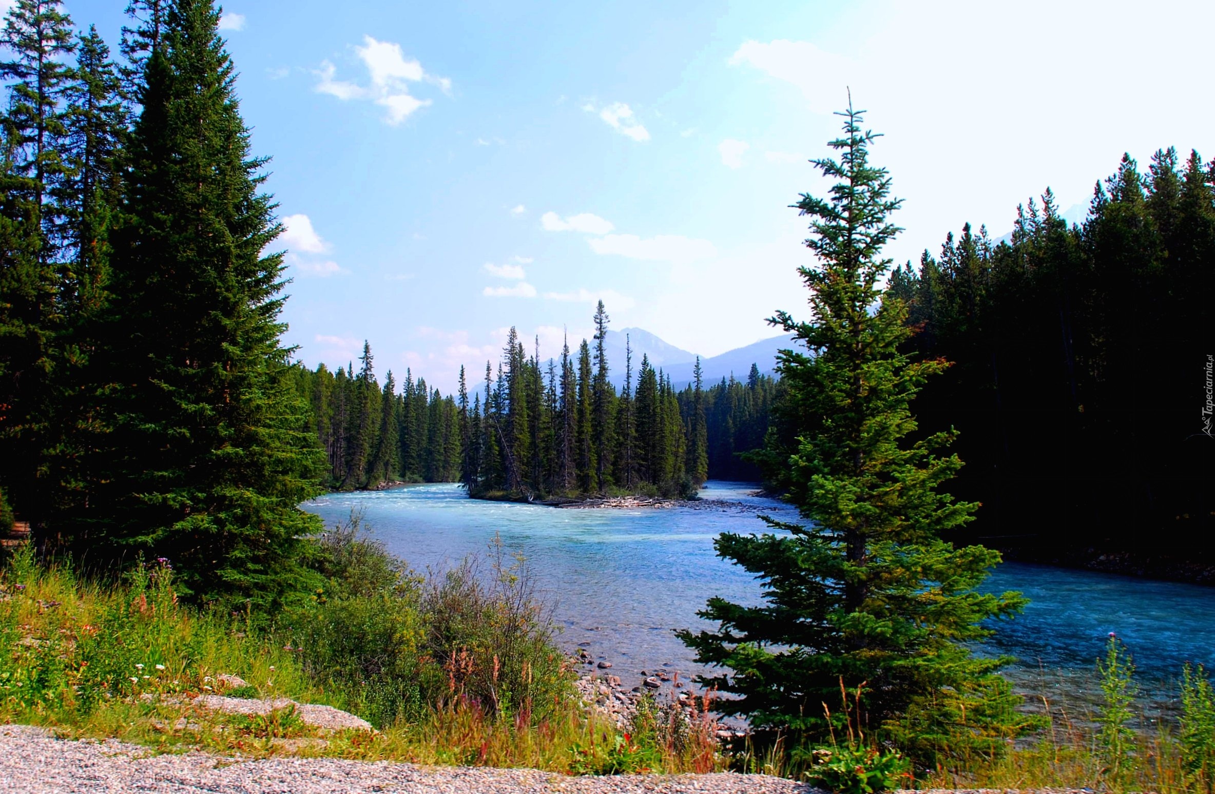 Kanada Rzeka, Las,  Park Narodowy Banff