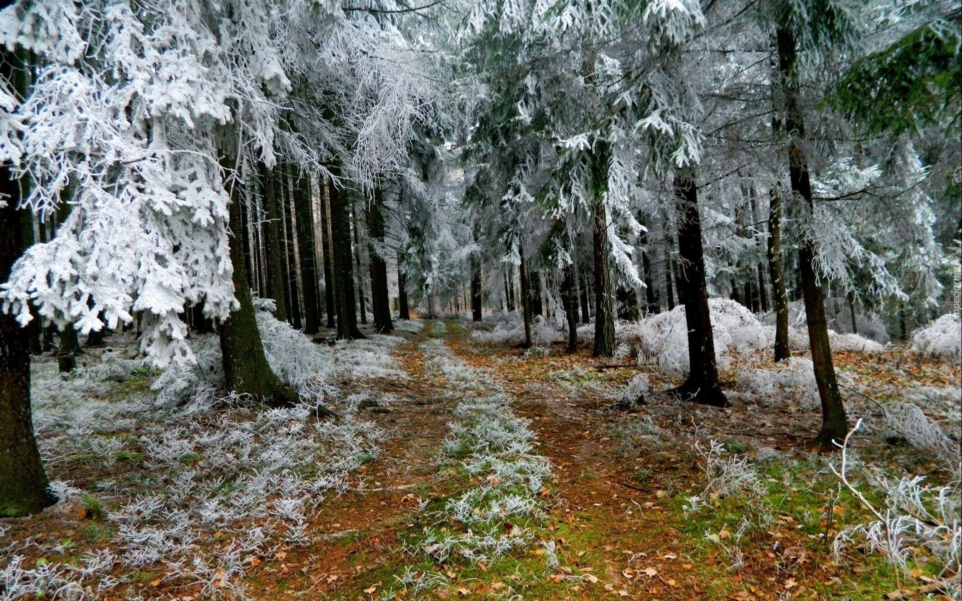 Zima, Las, Ścieżka