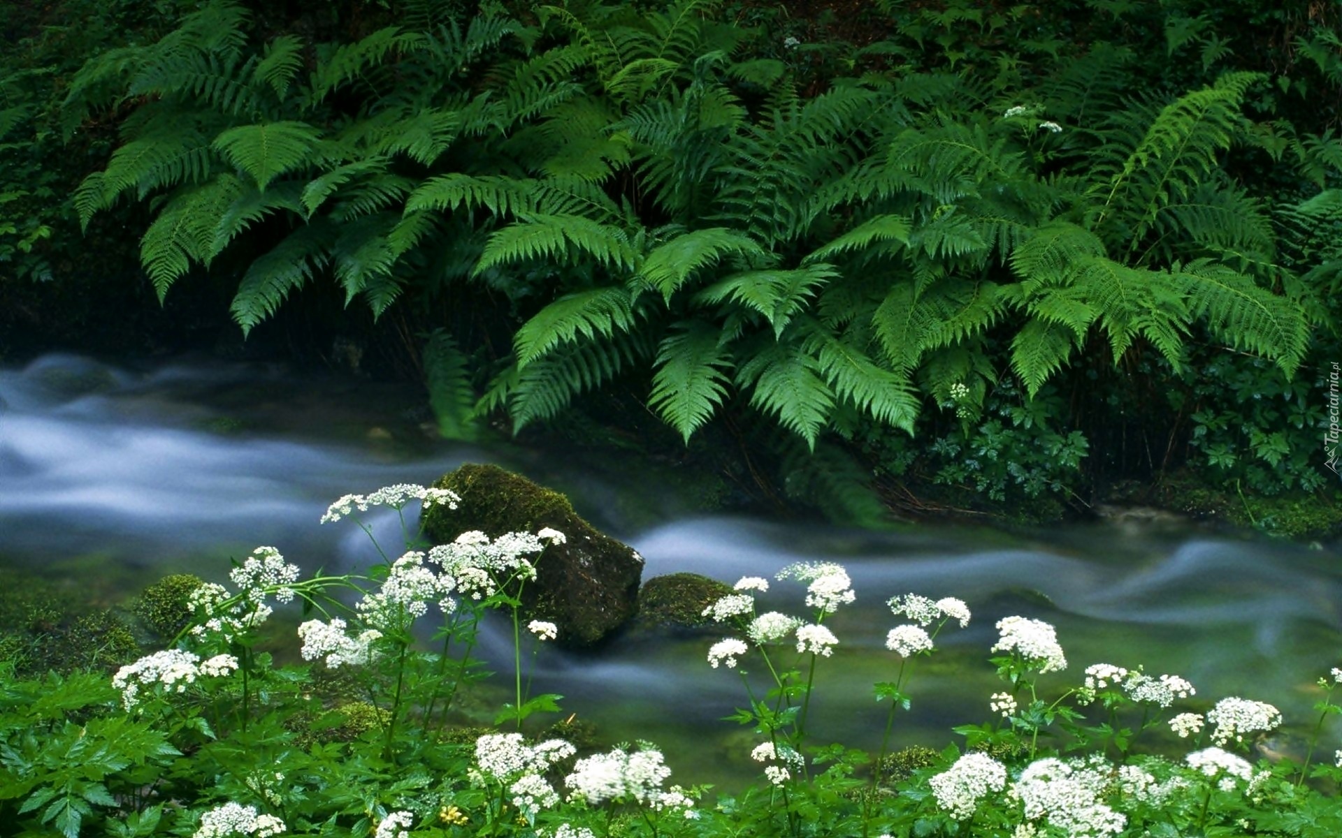 Narodowy, Park, Triglav, Potok, Krajcarica, Paprocie, Krwawnik