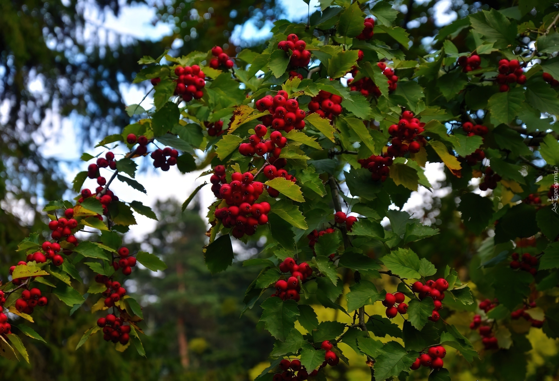 Jarzębina, Owoce, Liście