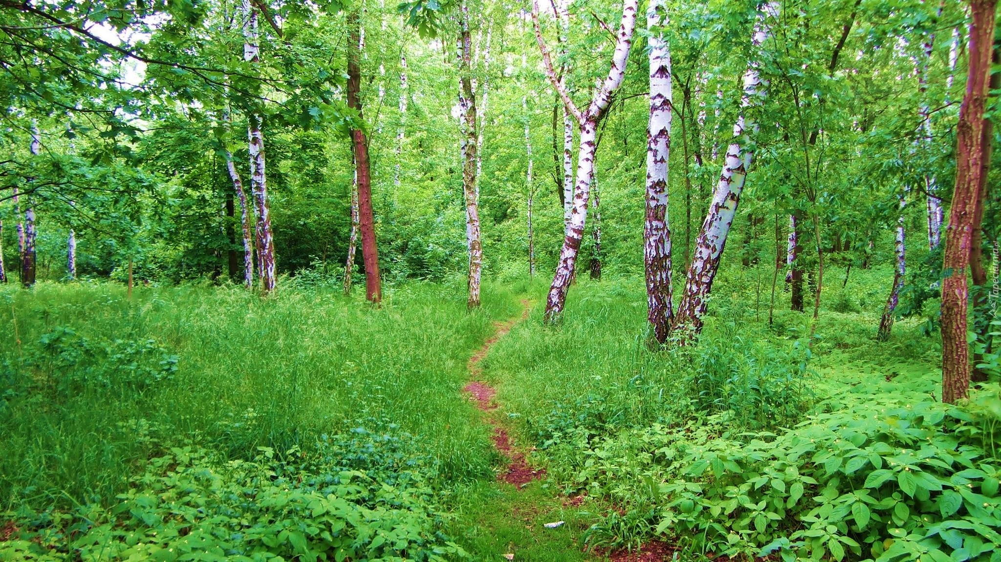 Las, Brzozy, Runo, Leśne