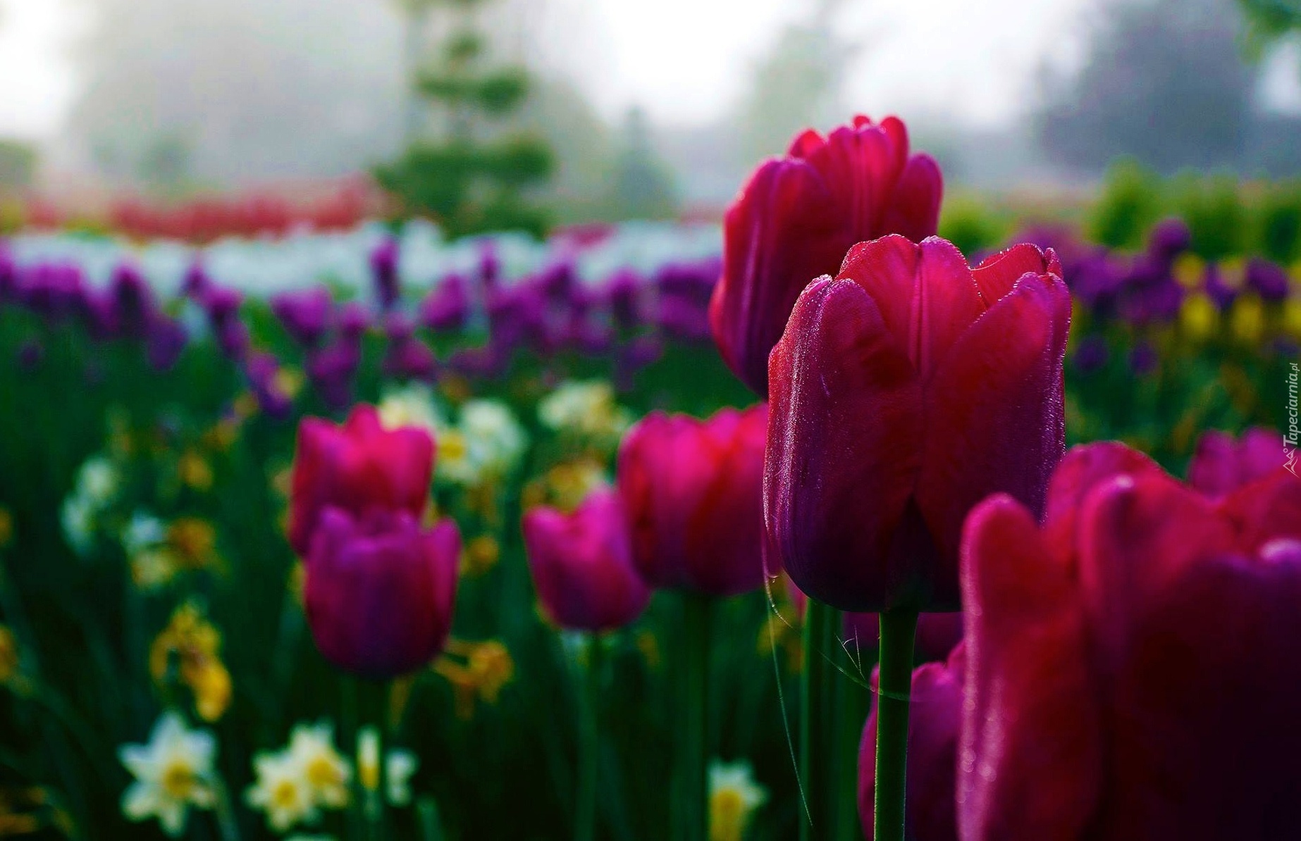 Tulipany, Pajęczyna
