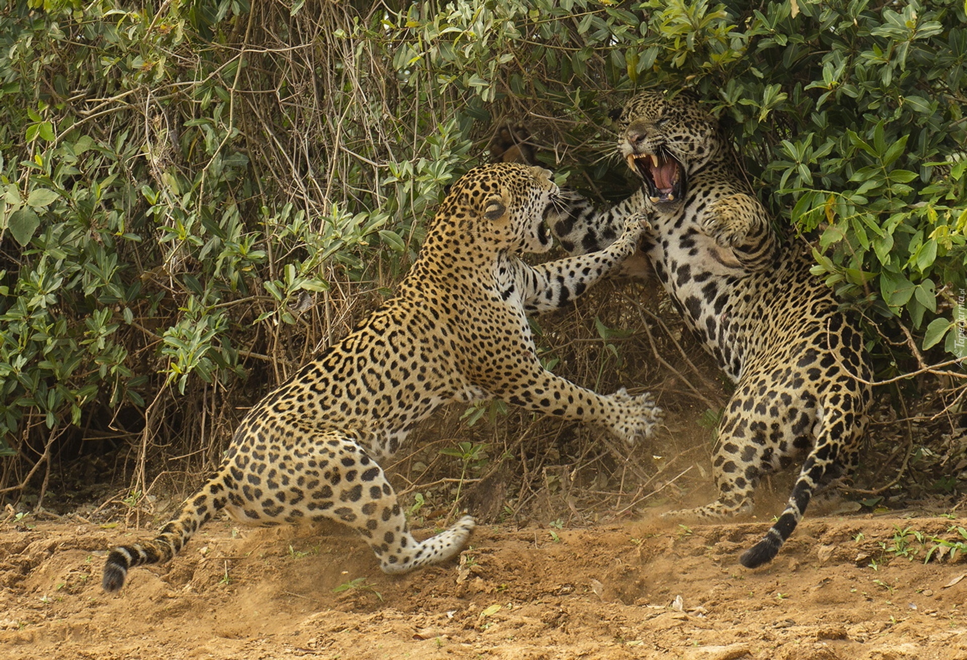 Дикие удовольствия. Гепард леопард Ягуар. Леопард vs Ягуар. Ягуар амазонки. Ягуар самка и самец.