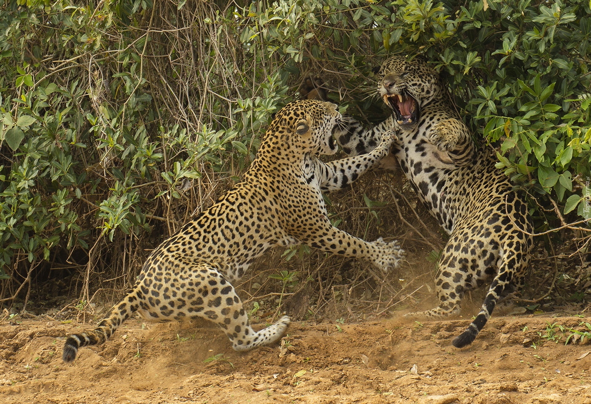 Jaguary, Walka, Rośliny