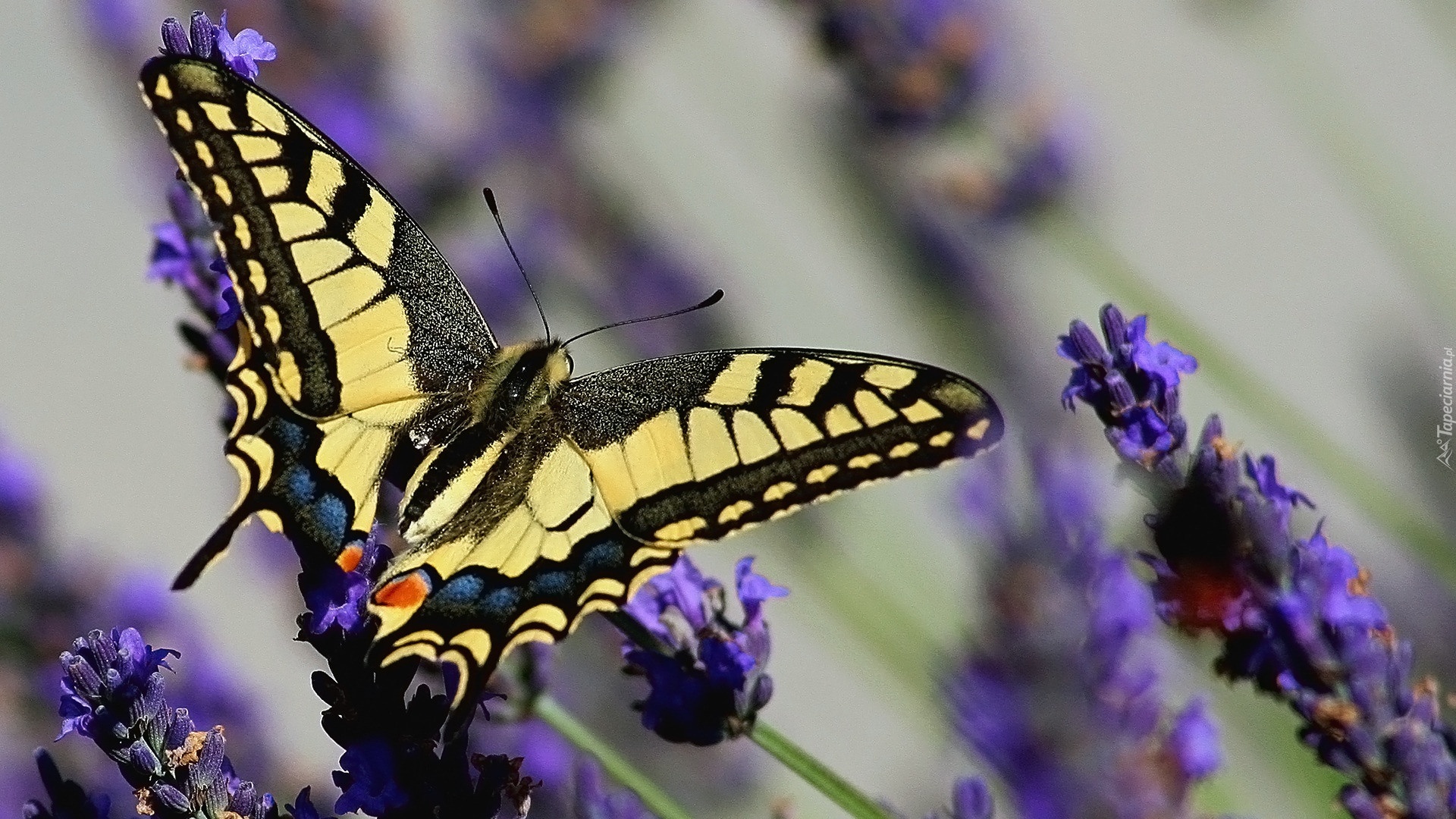 Motyl, Paź Królowej, Kwiat, Lawendy