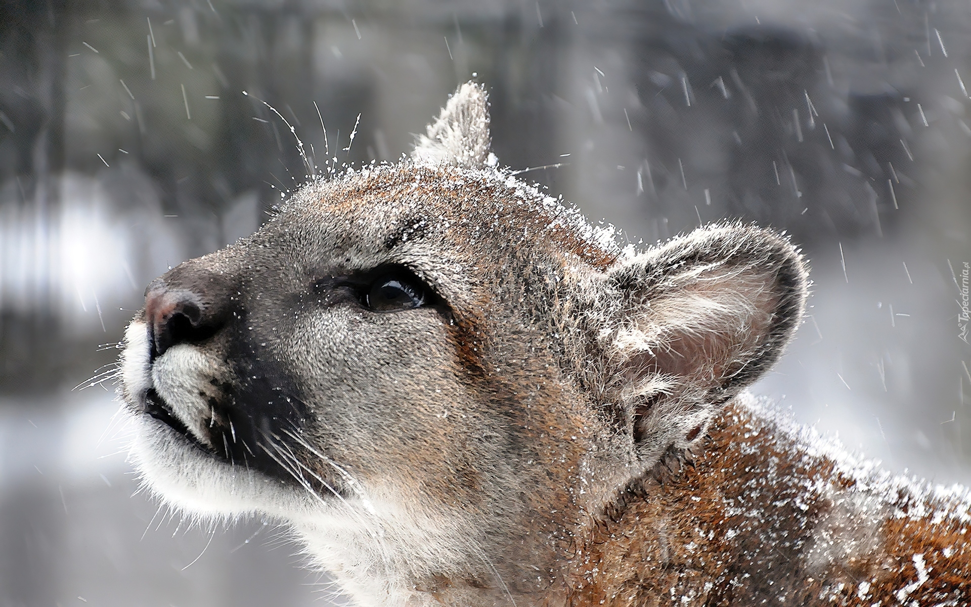 Puma, Śnieg