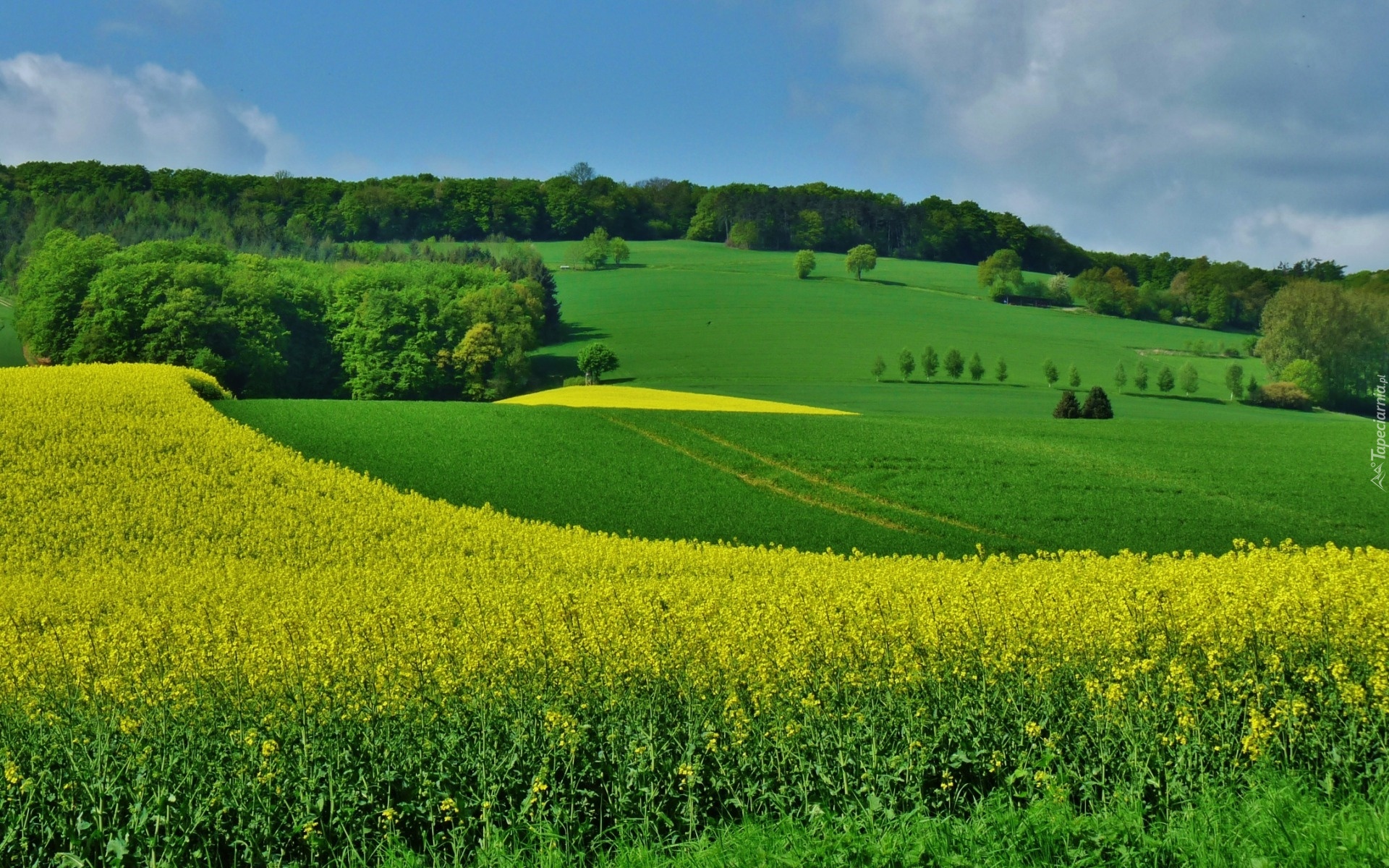 Pola, Rzepakowe, Łąki, Lasy