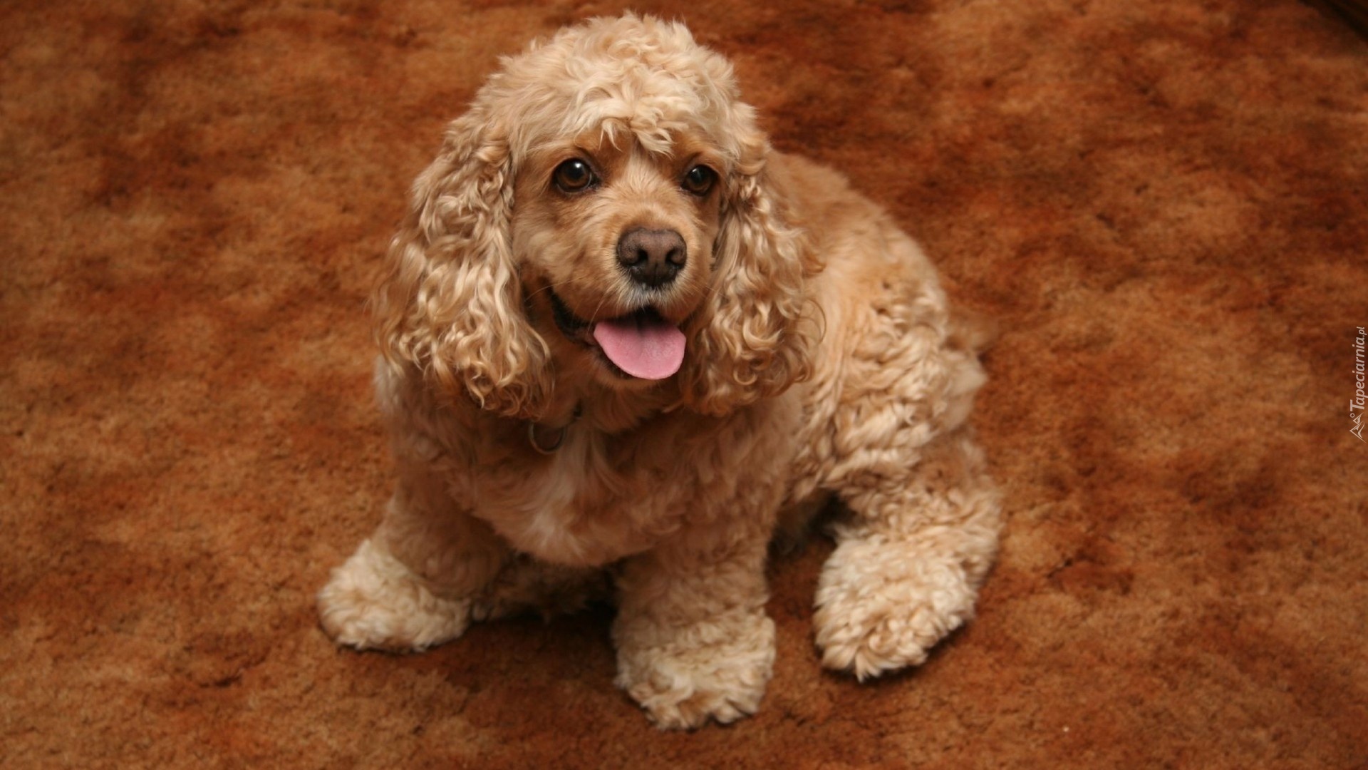 Słodki, Szczeniaczek, Cocker spaniel amerykański