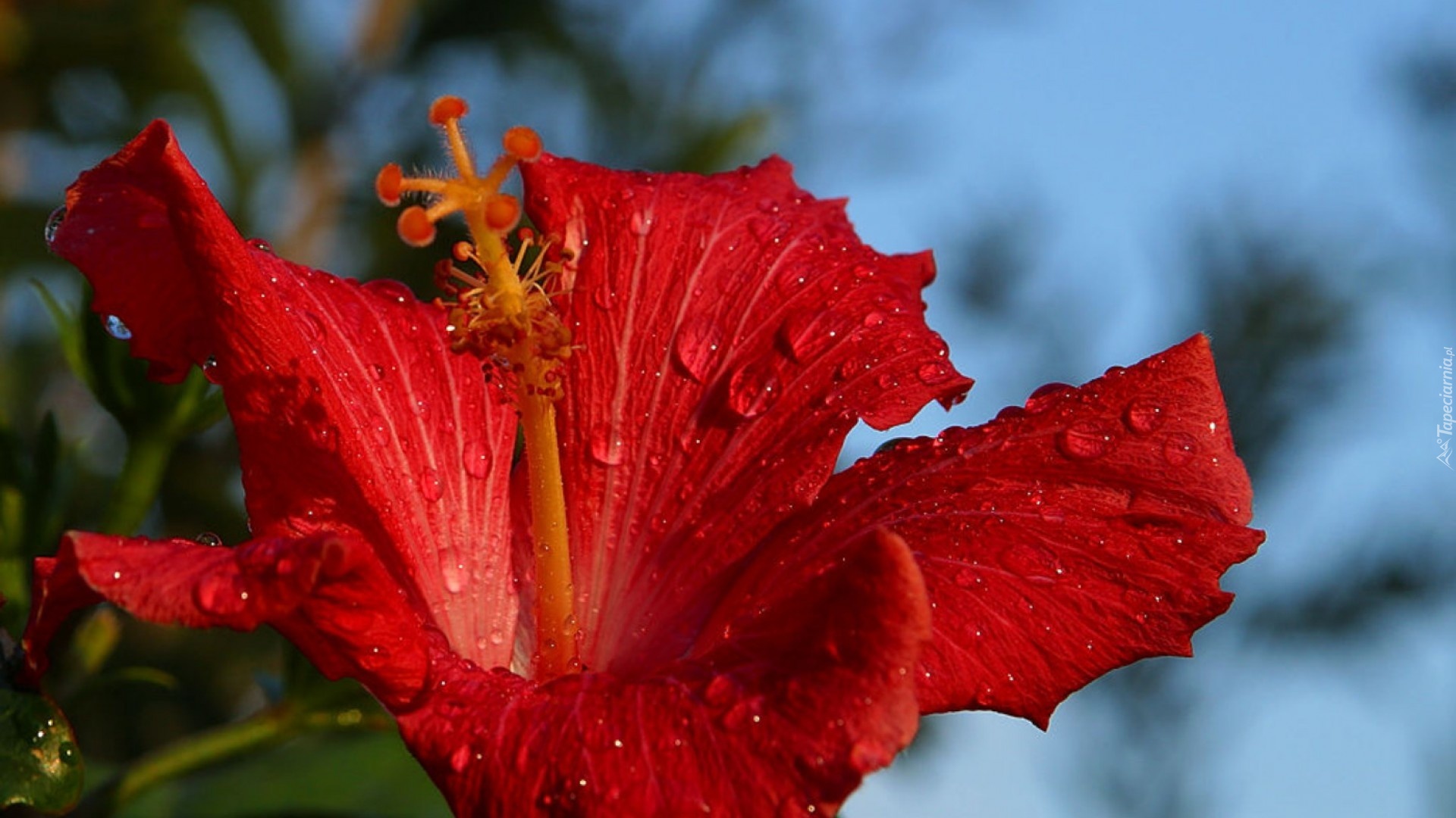 Czerwony, Hibiskus