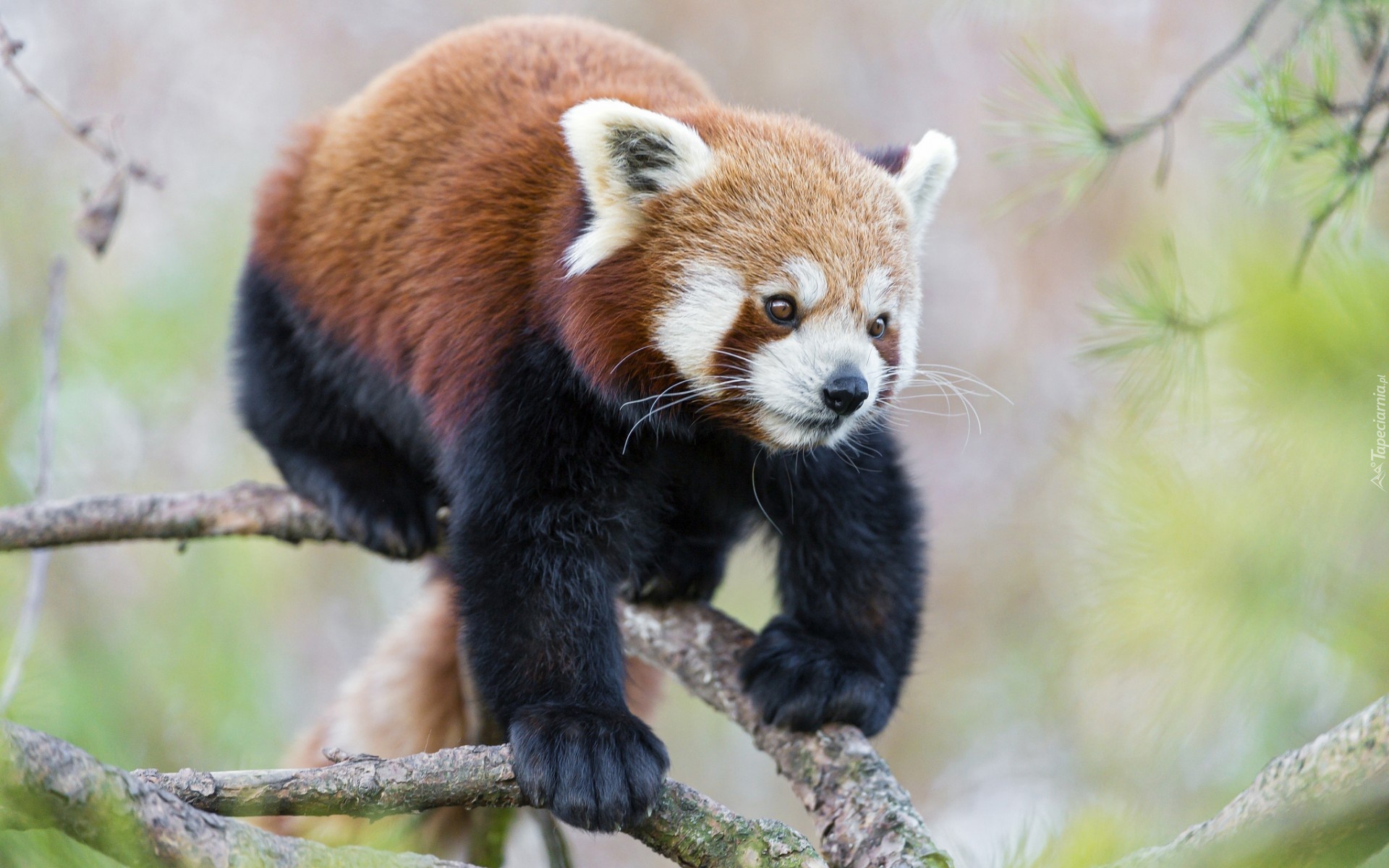 Panda, Czerwona, Gałąź, Pandka ruda