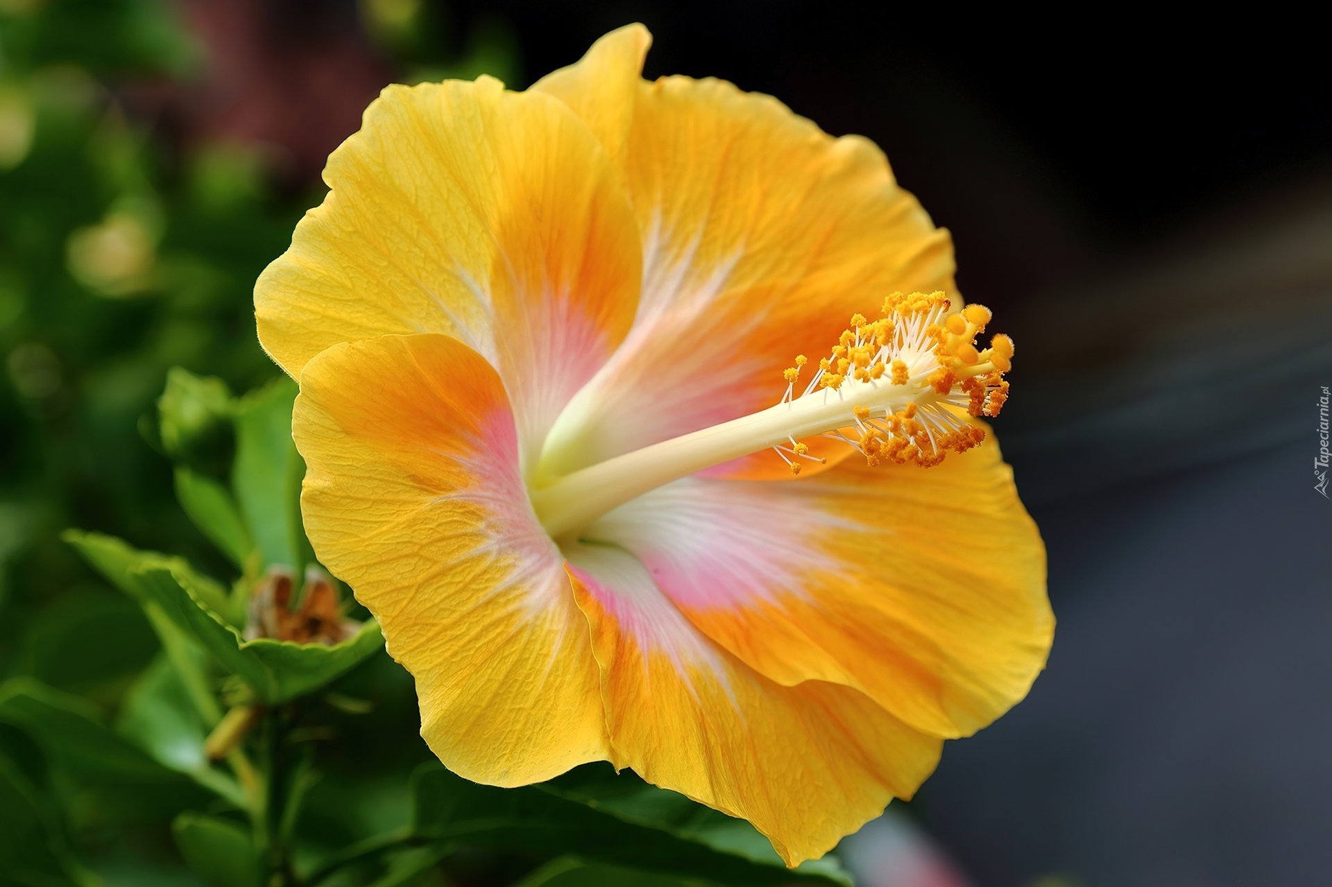 Żółty, Hibiskus