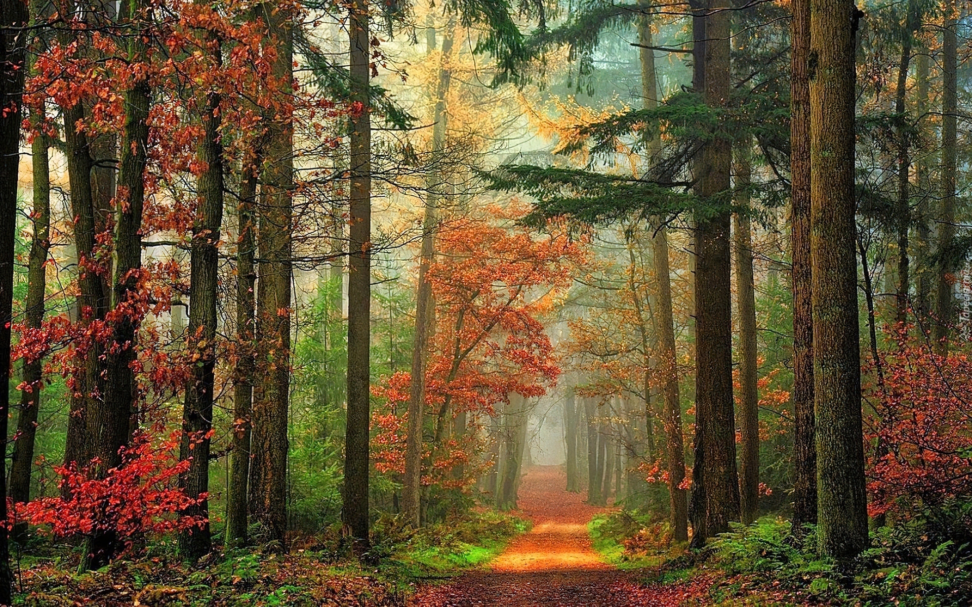 Las, Droga, Przebijające, Światło, Liście, Jesień