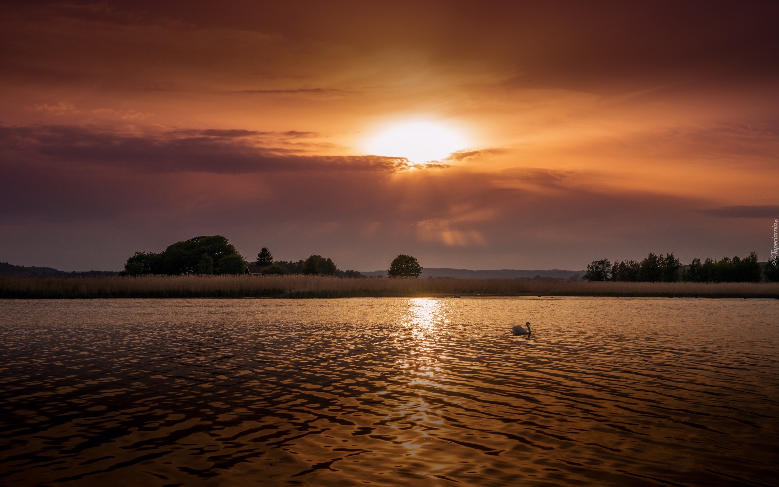 Jezioro, Łabędź, Łąki, Drzewa, Góry, Chmury, Promienie, Słońca