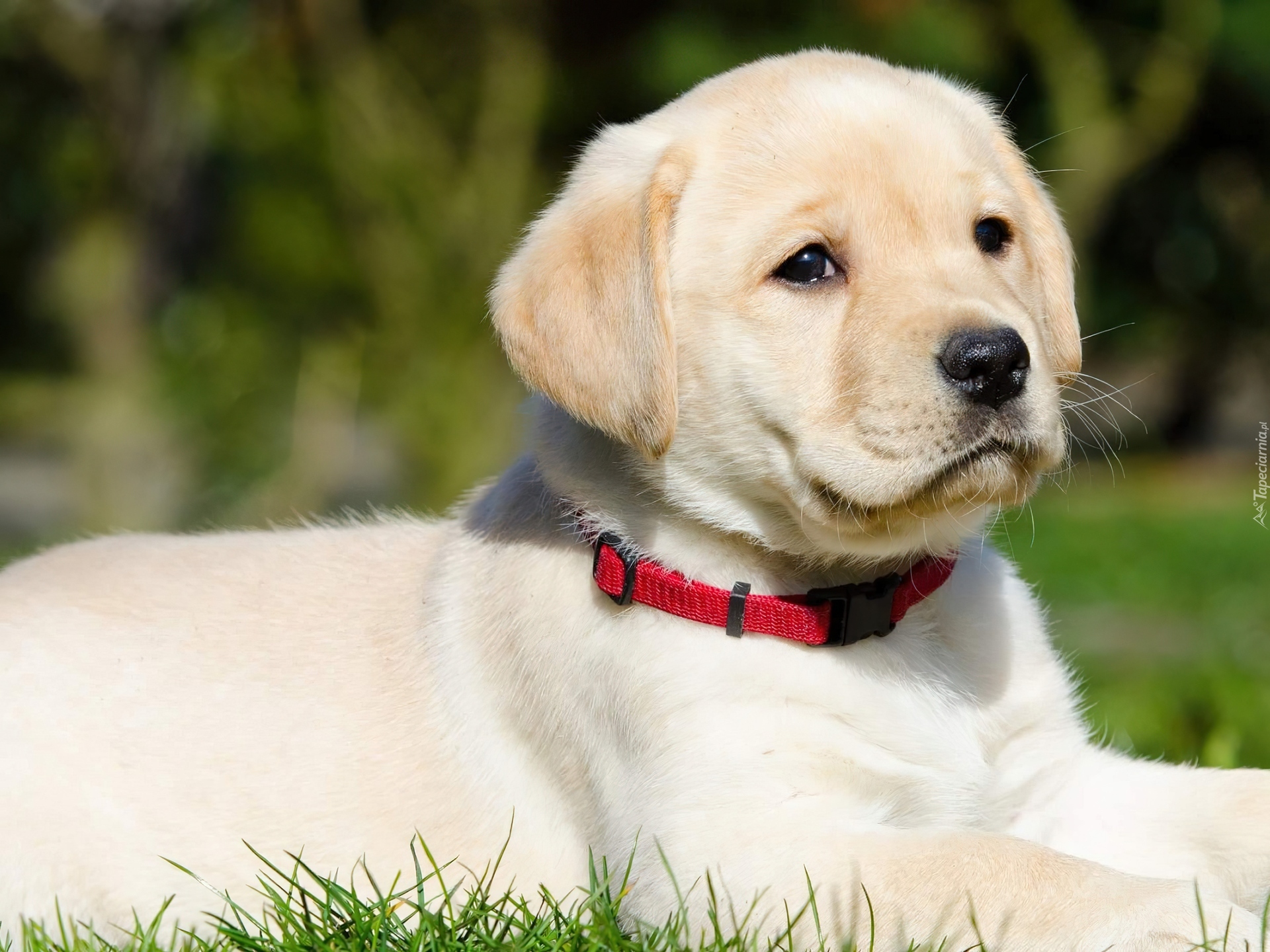 Labrador, Retriever, Łąka