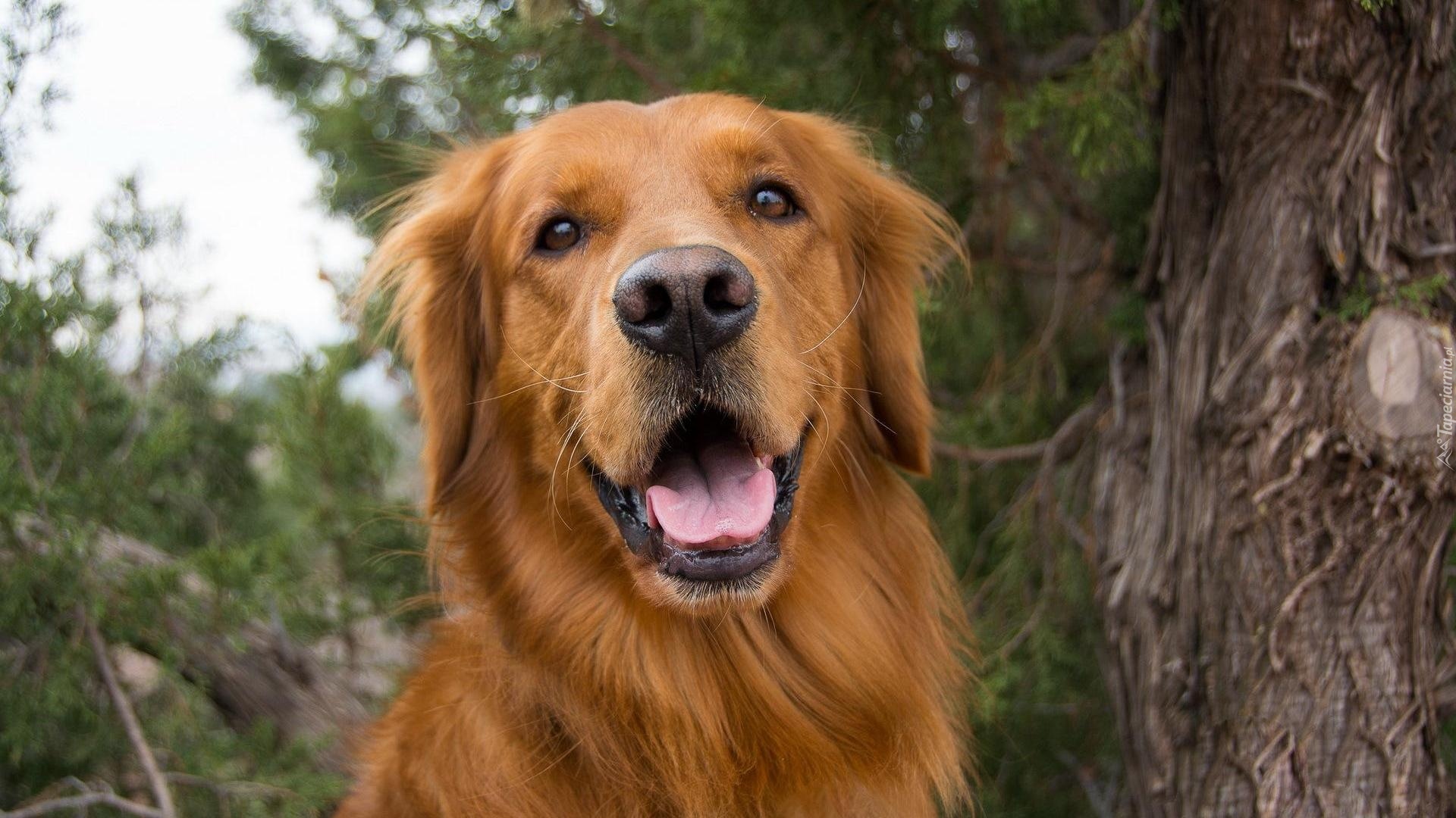 Golden Retriever, Język