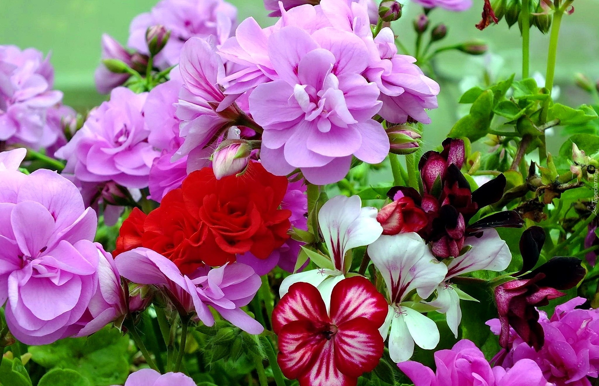 Kolorowe, Kwiaty, Pelargonia